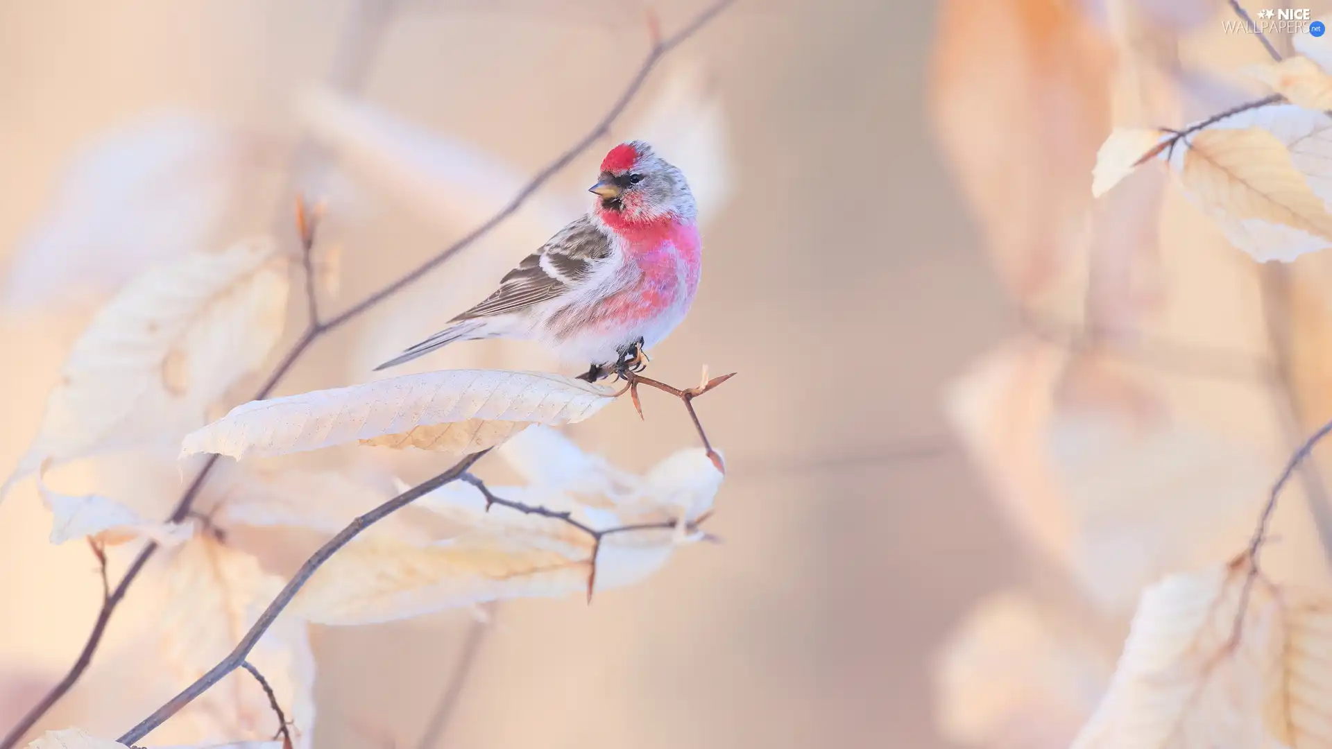 Twigs, Bird, Common Redpoll, Leaf