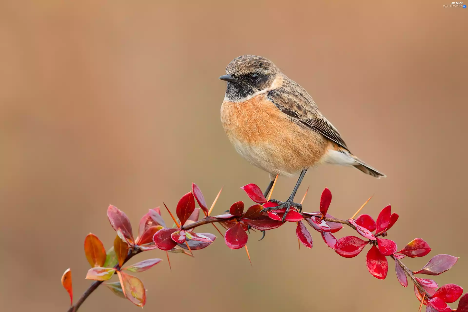 twig, Bird, European Stonechat, barberry
