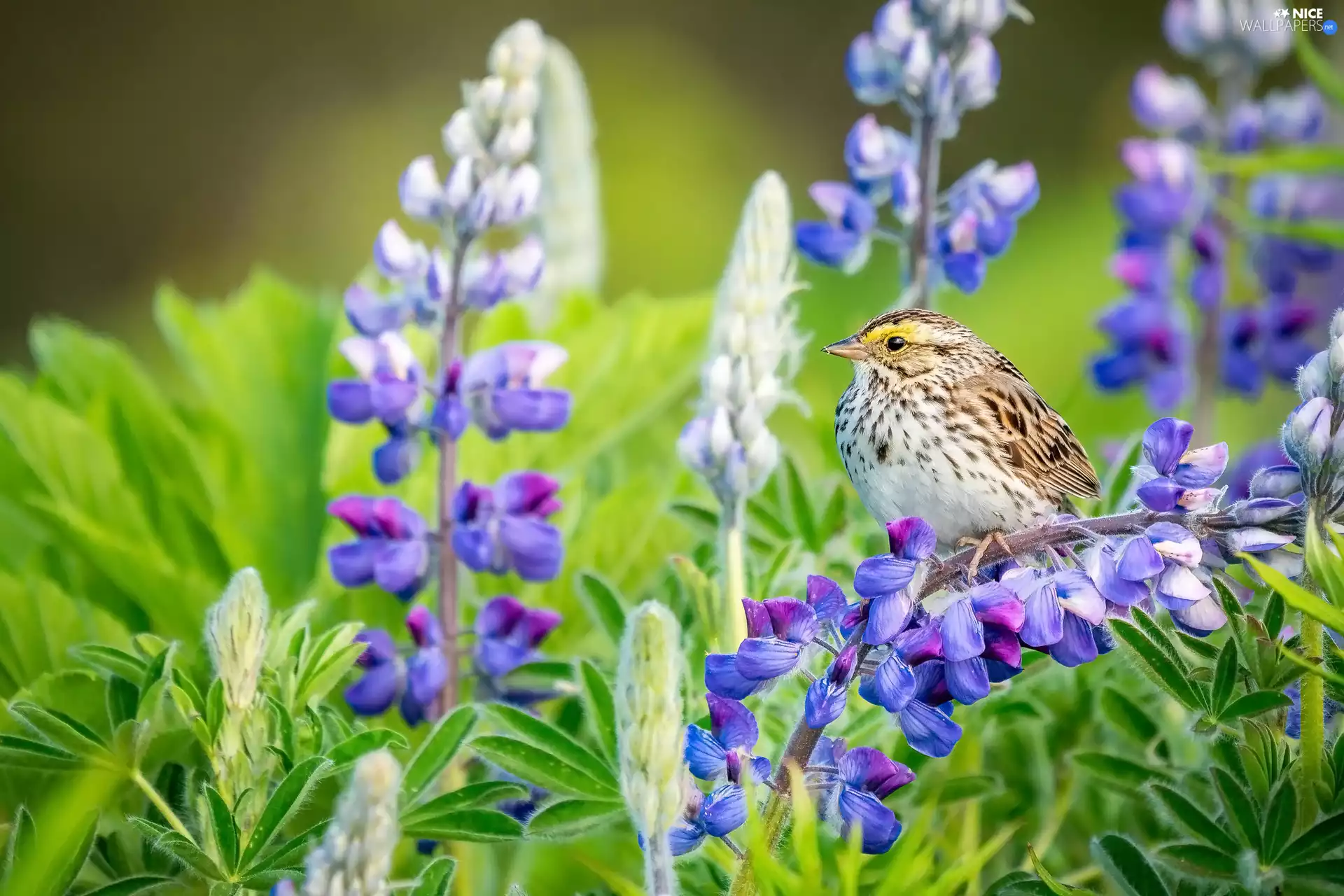 Bird, Flowers, lupine