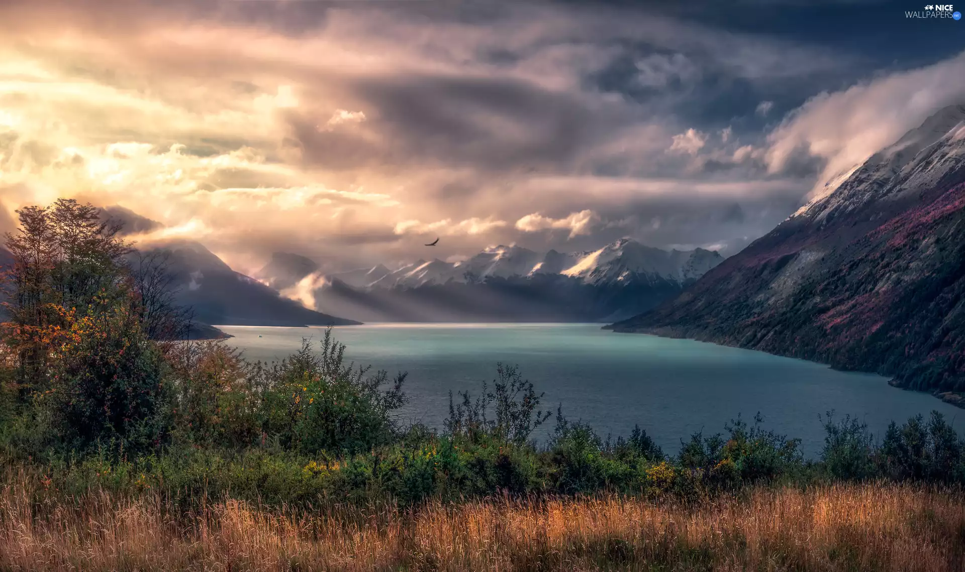 clouds, Bird, Mountains, grass, lake