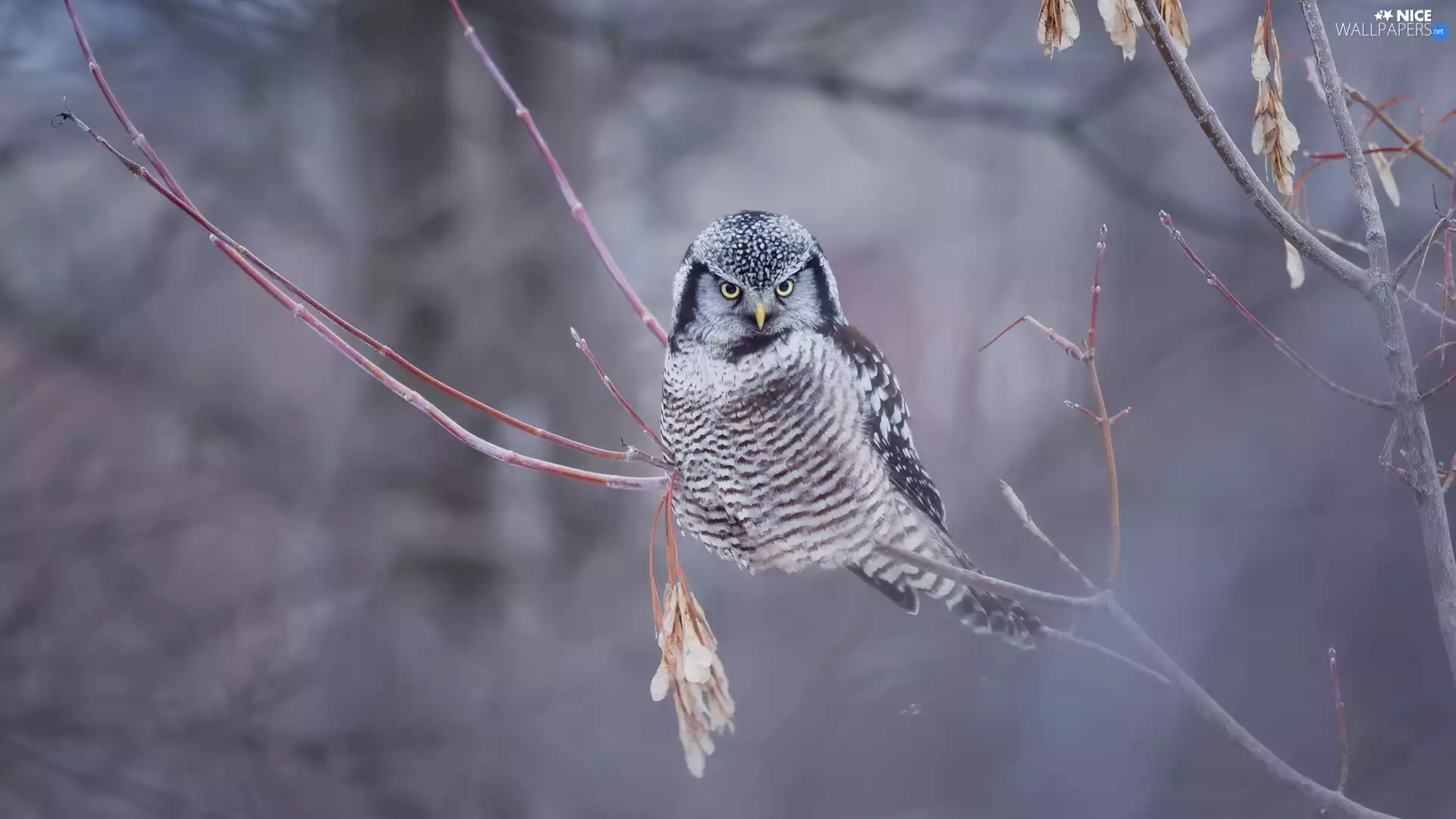 Twigs, Bird, Northern hawk-owl