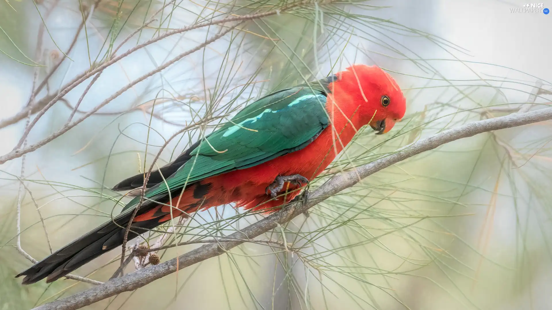 Twigs, pine, parrot, Bird, Green and red