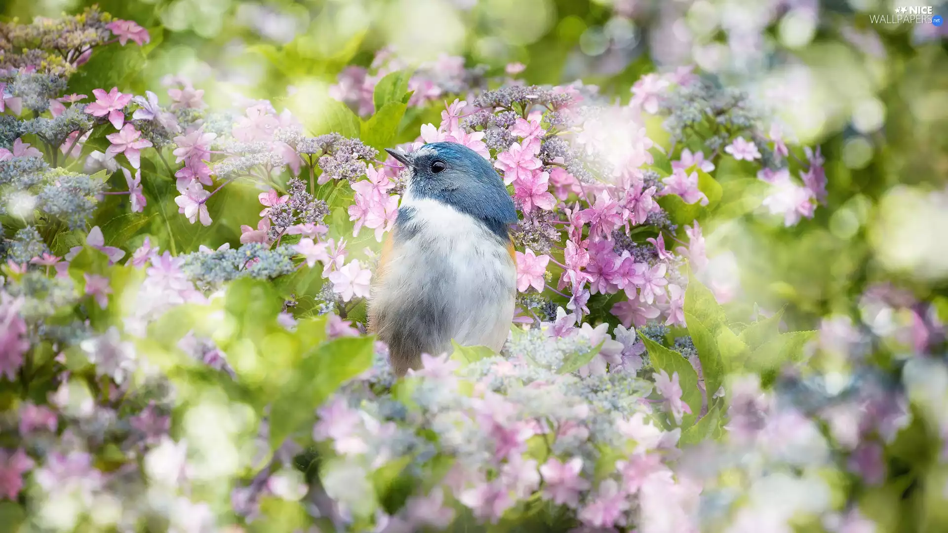 Flowers, Bird, Red-flanked Bluetail