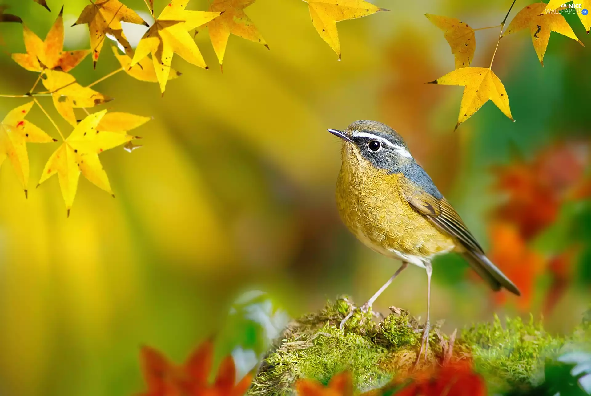 Leaf, autumn, White-browed Bush Robin, Moss, Bird