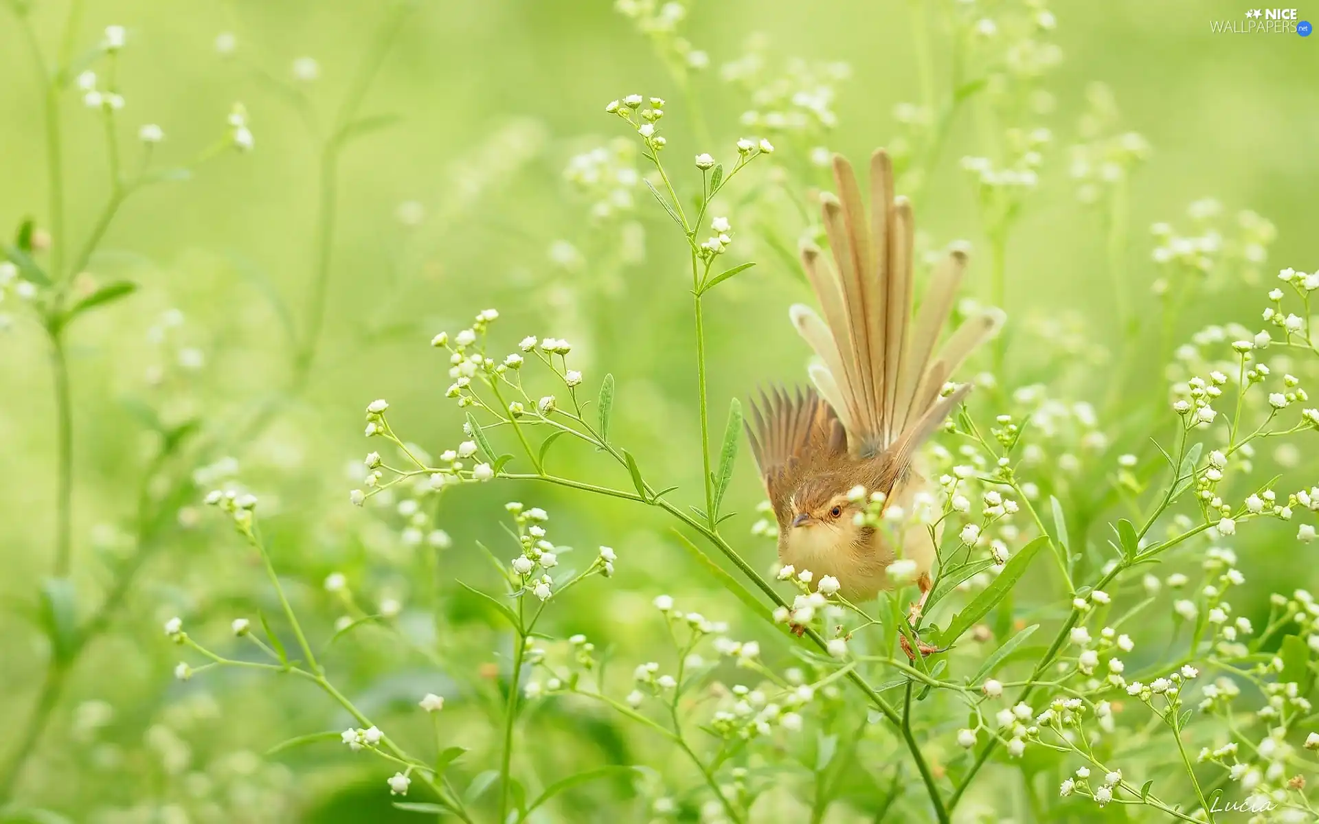 Gypsophila, Bird, White, Flowers, change