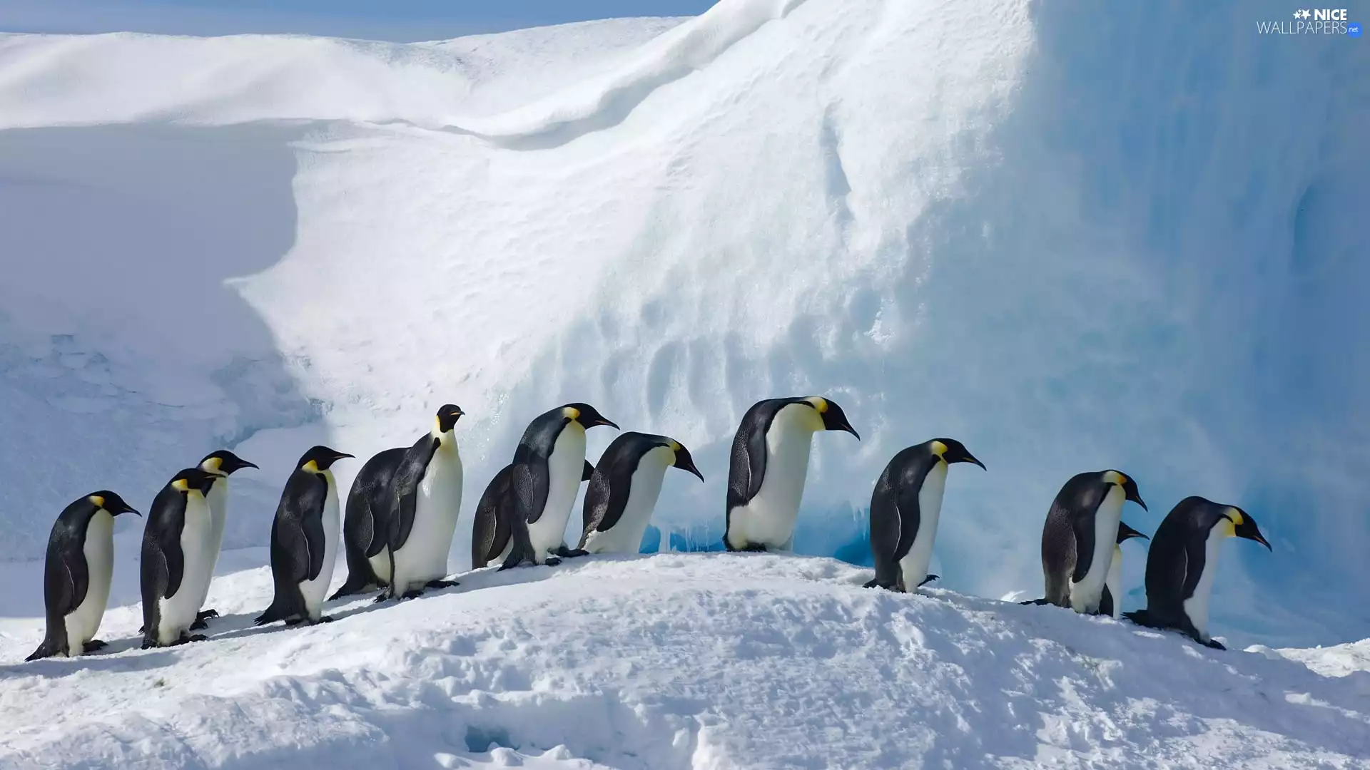 winter, birds, Emperor Penguins, snow