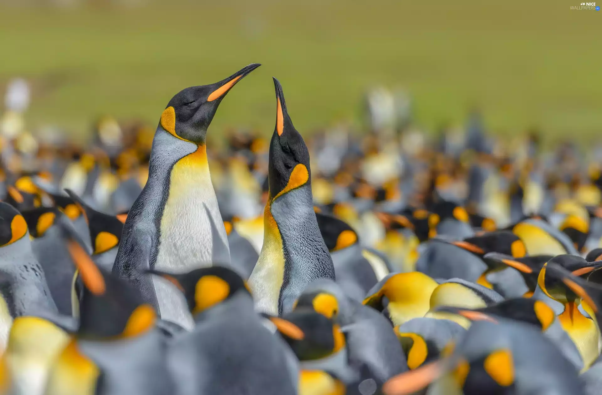 herd, King Penguins, birds