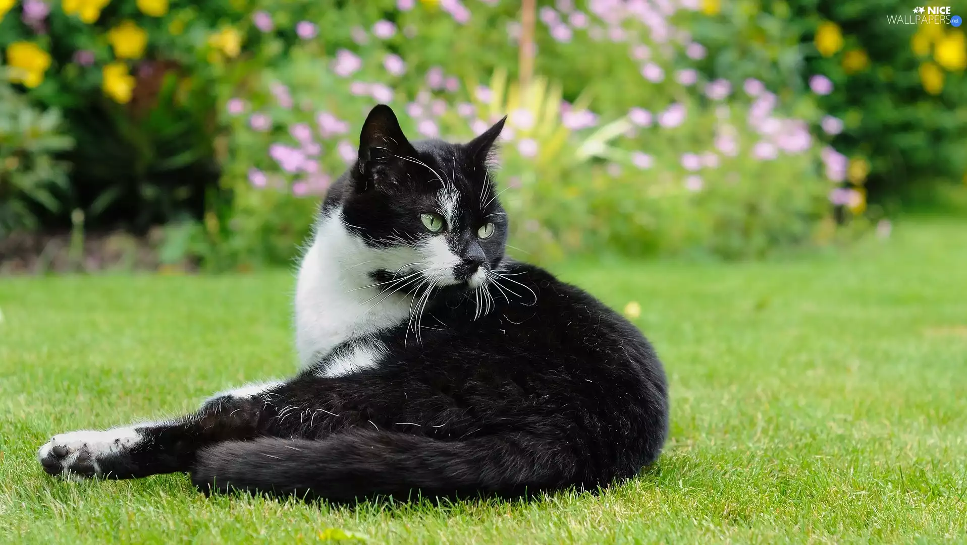 grass, black and white, cat