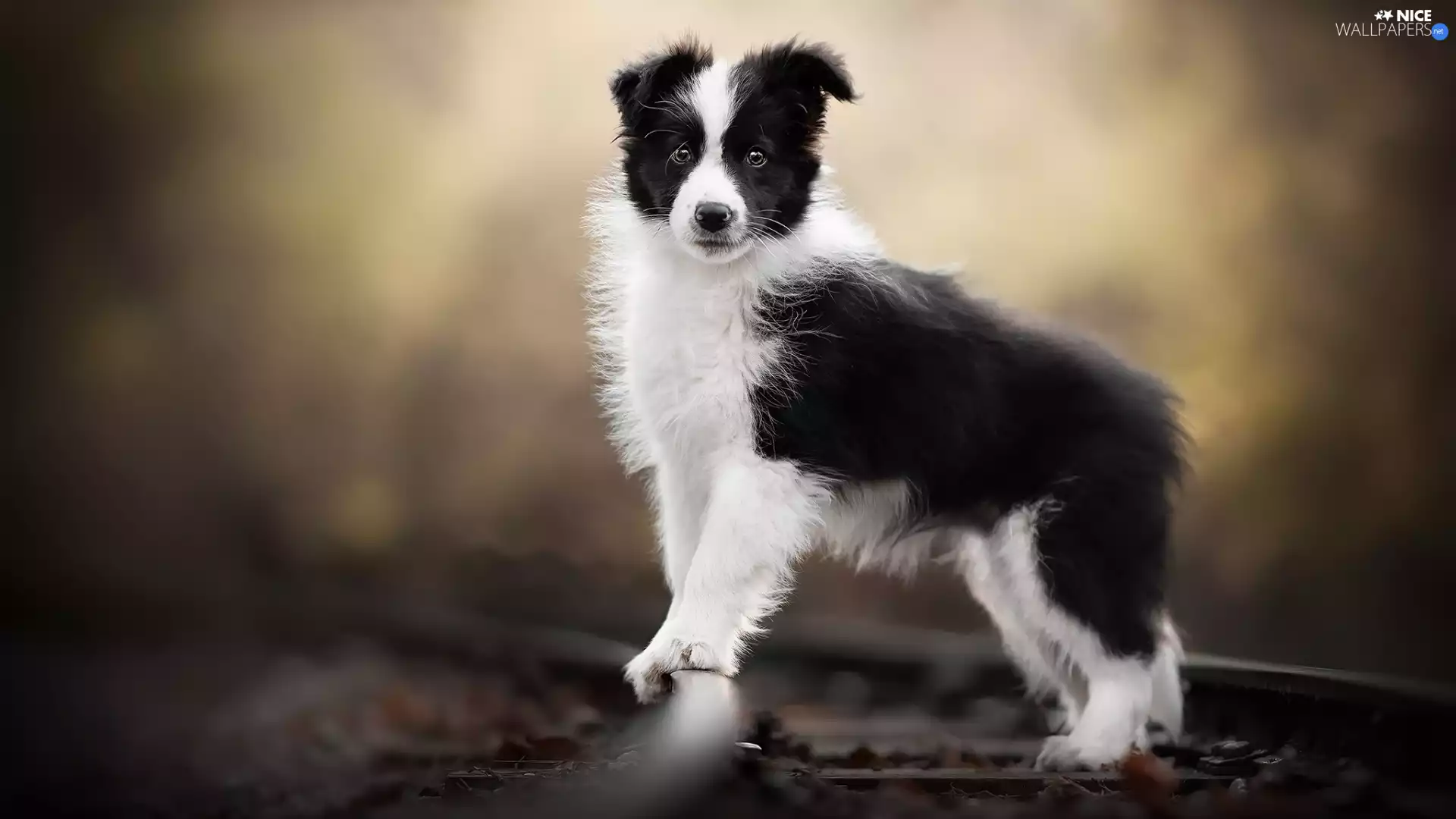 dog, White and Black, Border Collie, Puppy