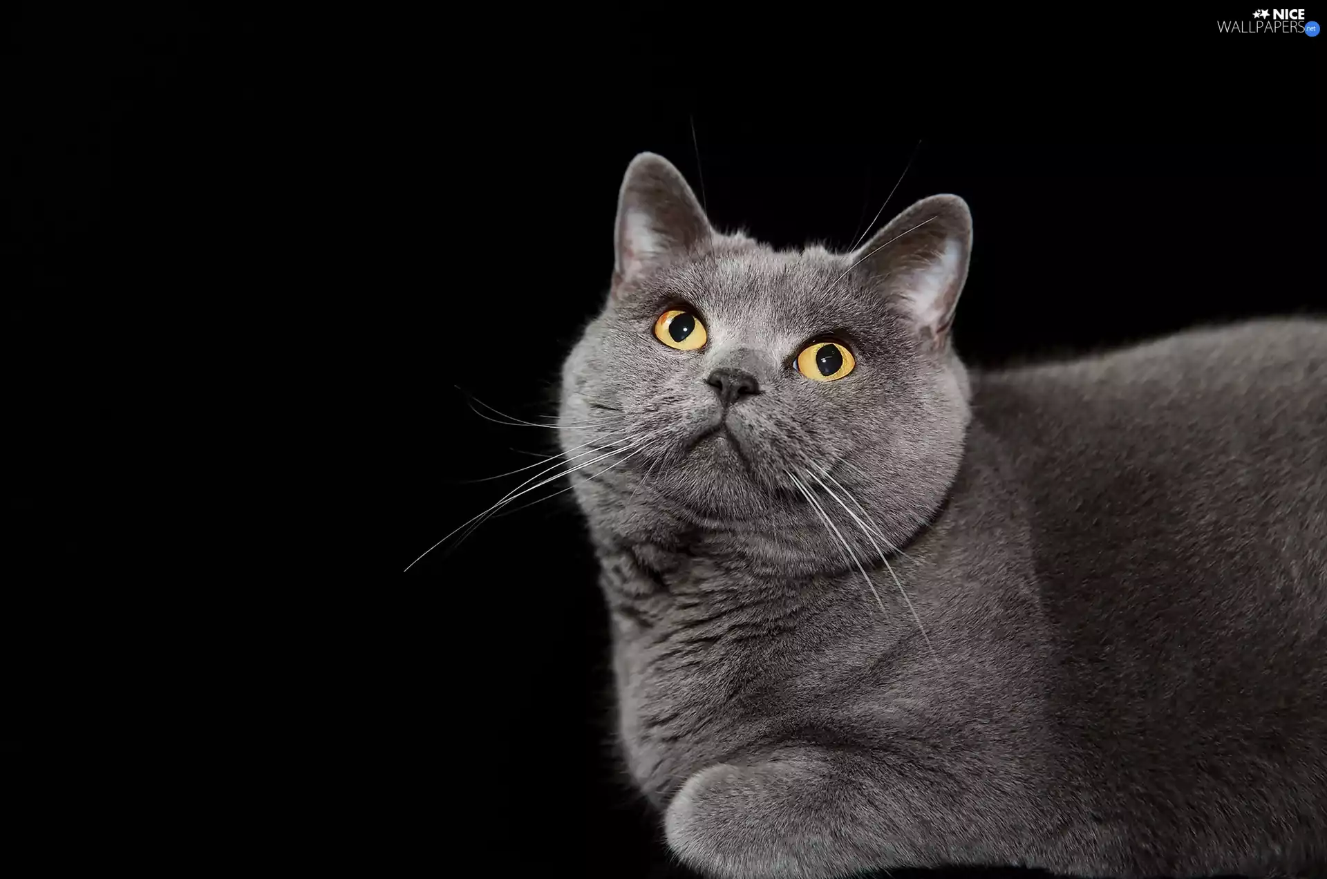 background, British Cat, Black