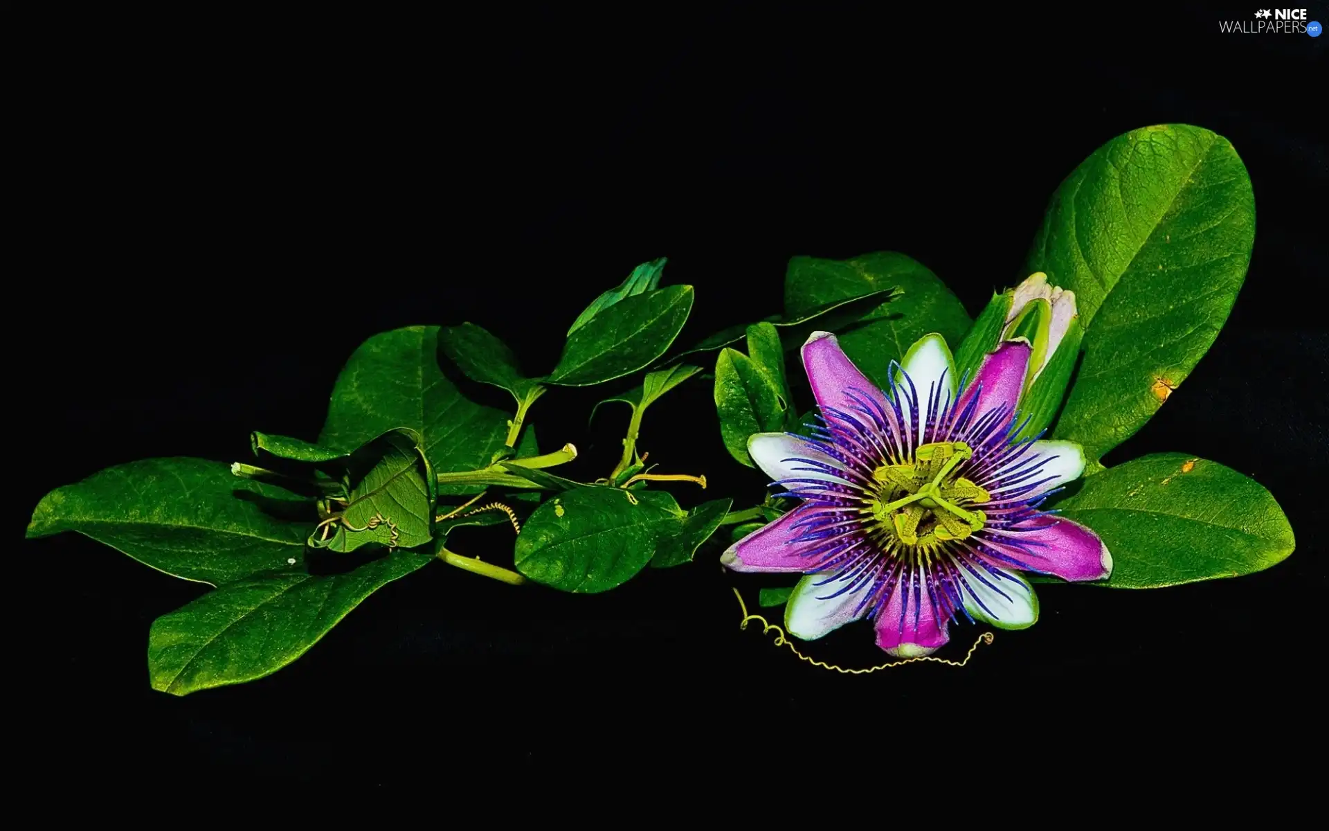 Black, background, Passion, Flower, Colourfull Flowers