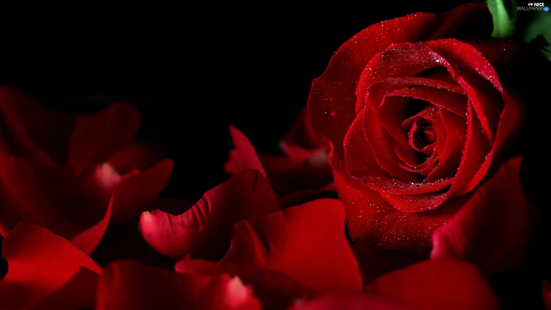 Black, background, rose, flakes, red hot