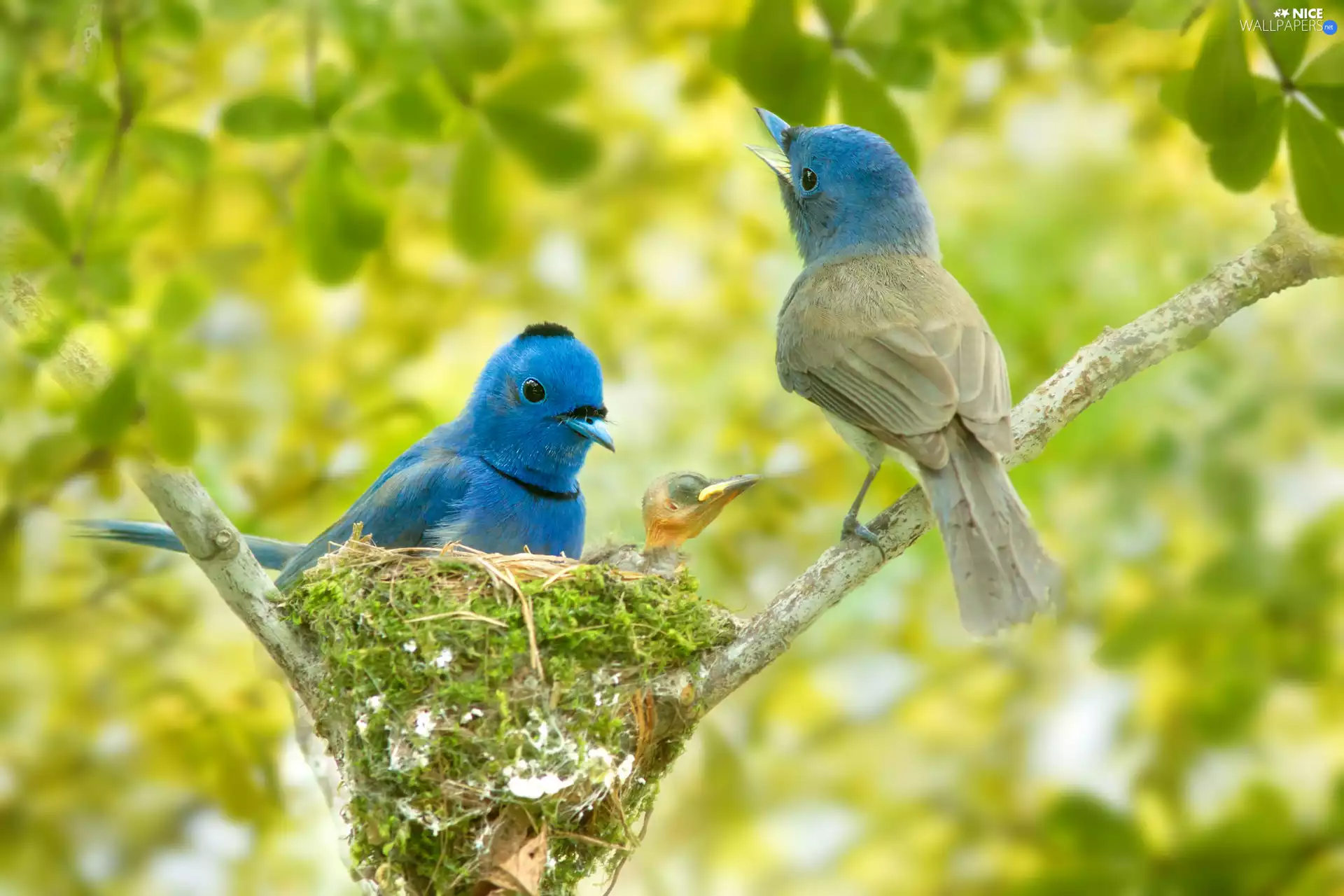 nest, chick, birds, Black-naped Monarch, Blue