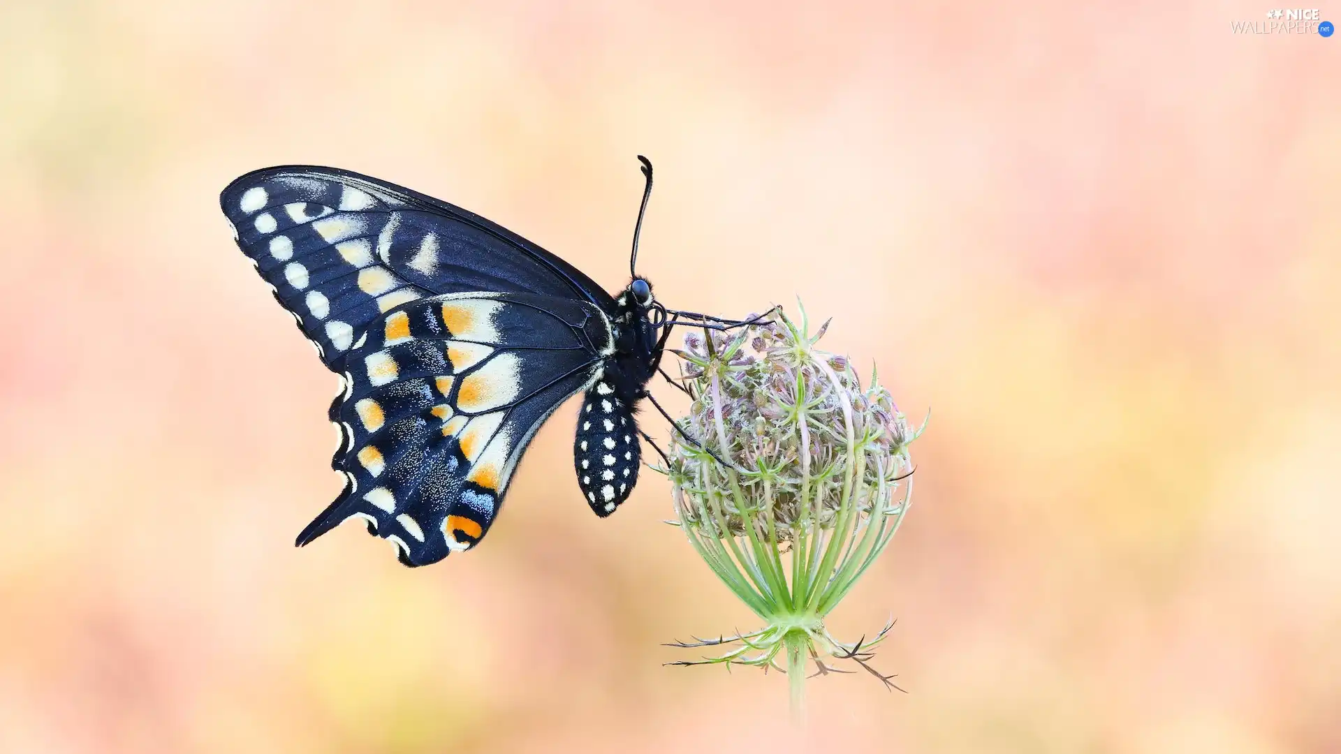 plant, Wild Carrot, Black, Oct Queen, butterfly