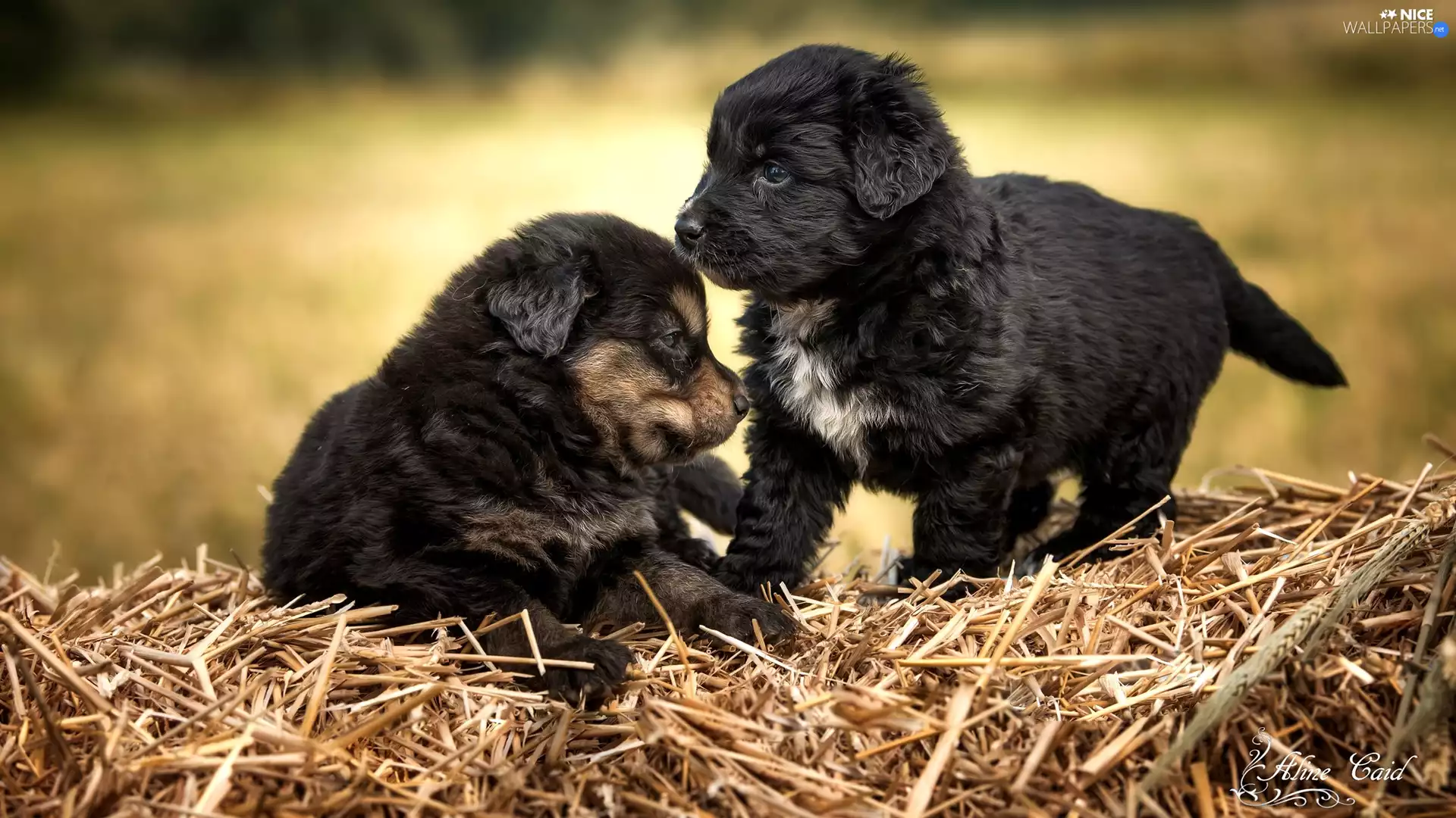 puppies, straw, Dogs, Black, Two cars