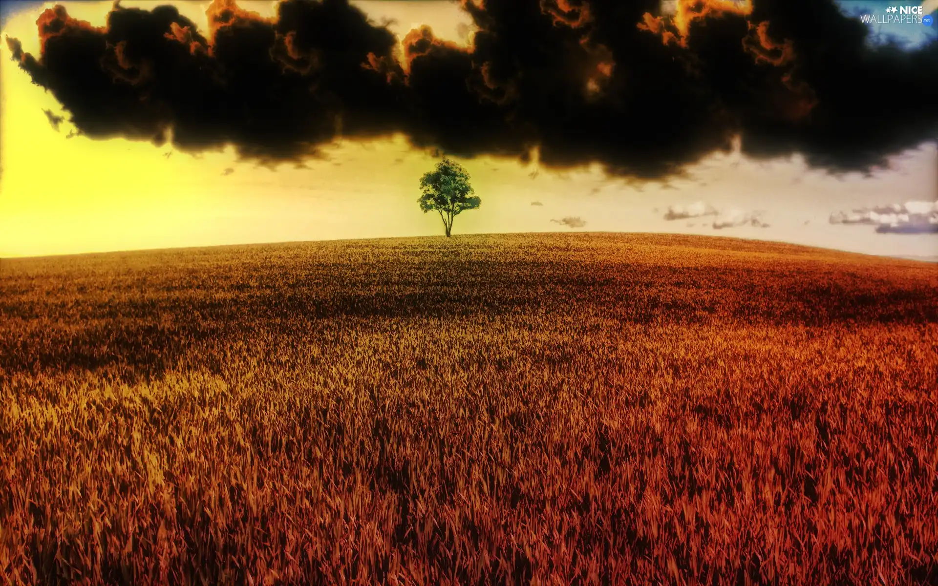 Black, clouds, cereals, trees, Field