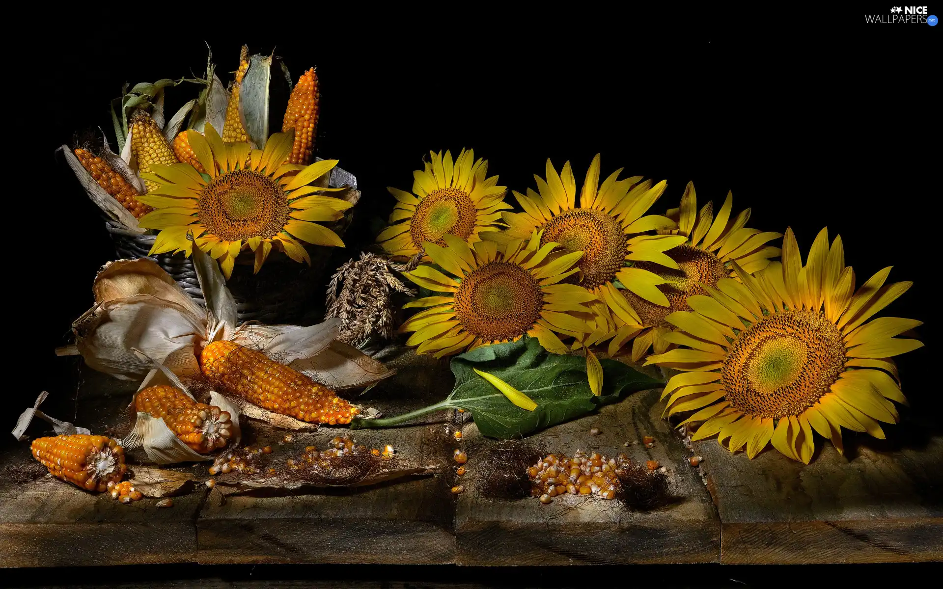 Nice sunflowers, boarding, black background, corn
