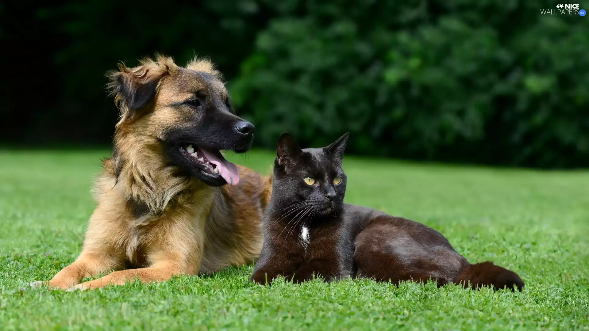 dog, cat, grass, Black
