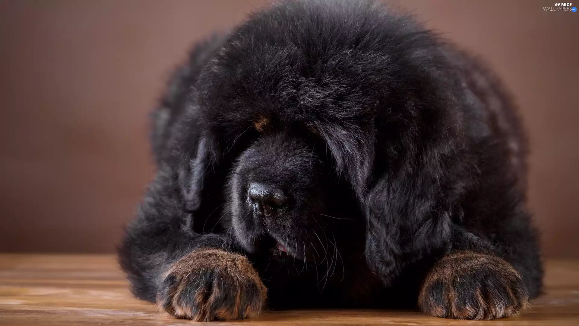 Black, Tibetan Mastiff
