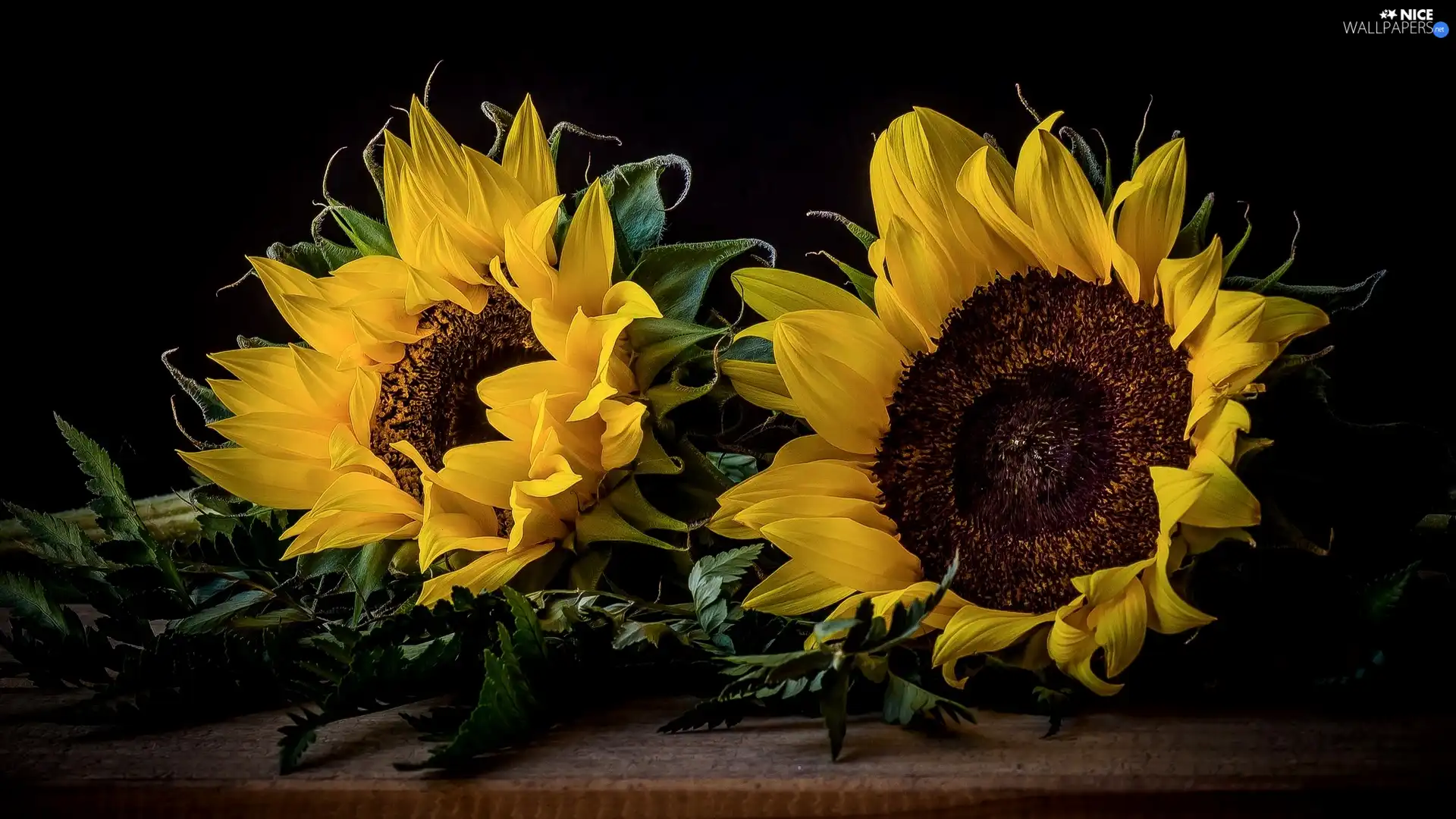 Nice sunflowers, black background