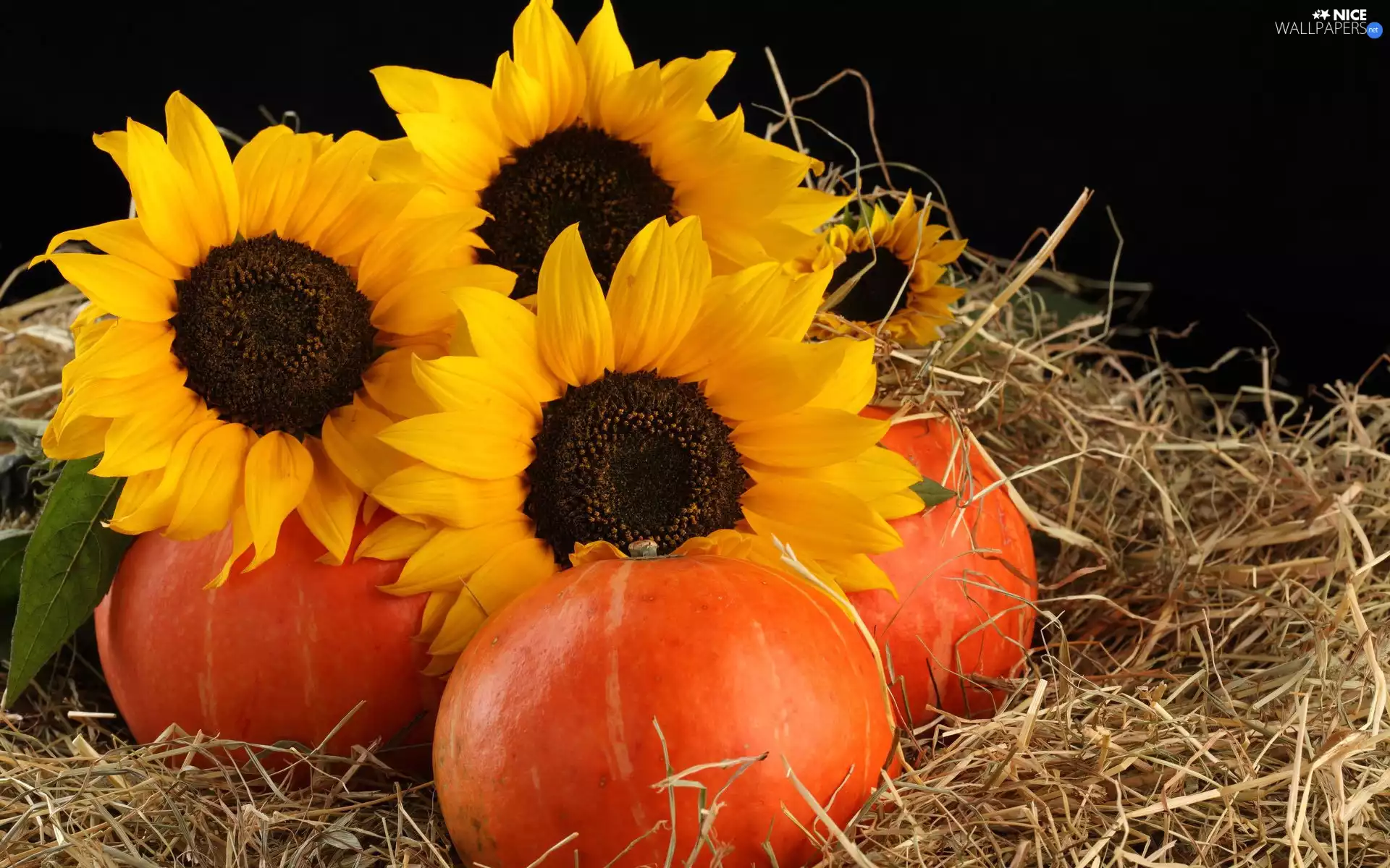Nice sunflowers, pumpkin, Black, background, Hay, Flowers