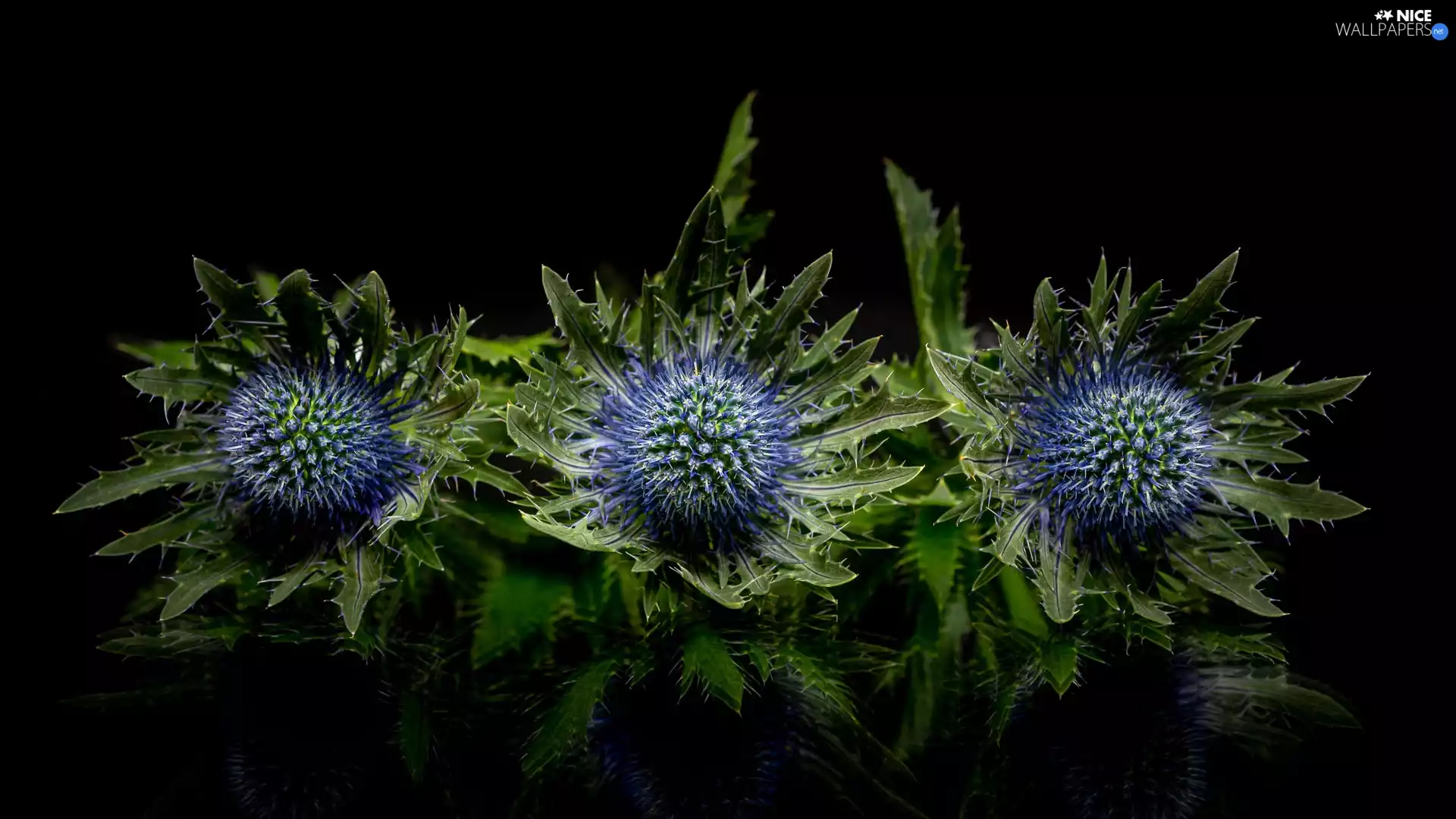 teasel, background, reflection, Black