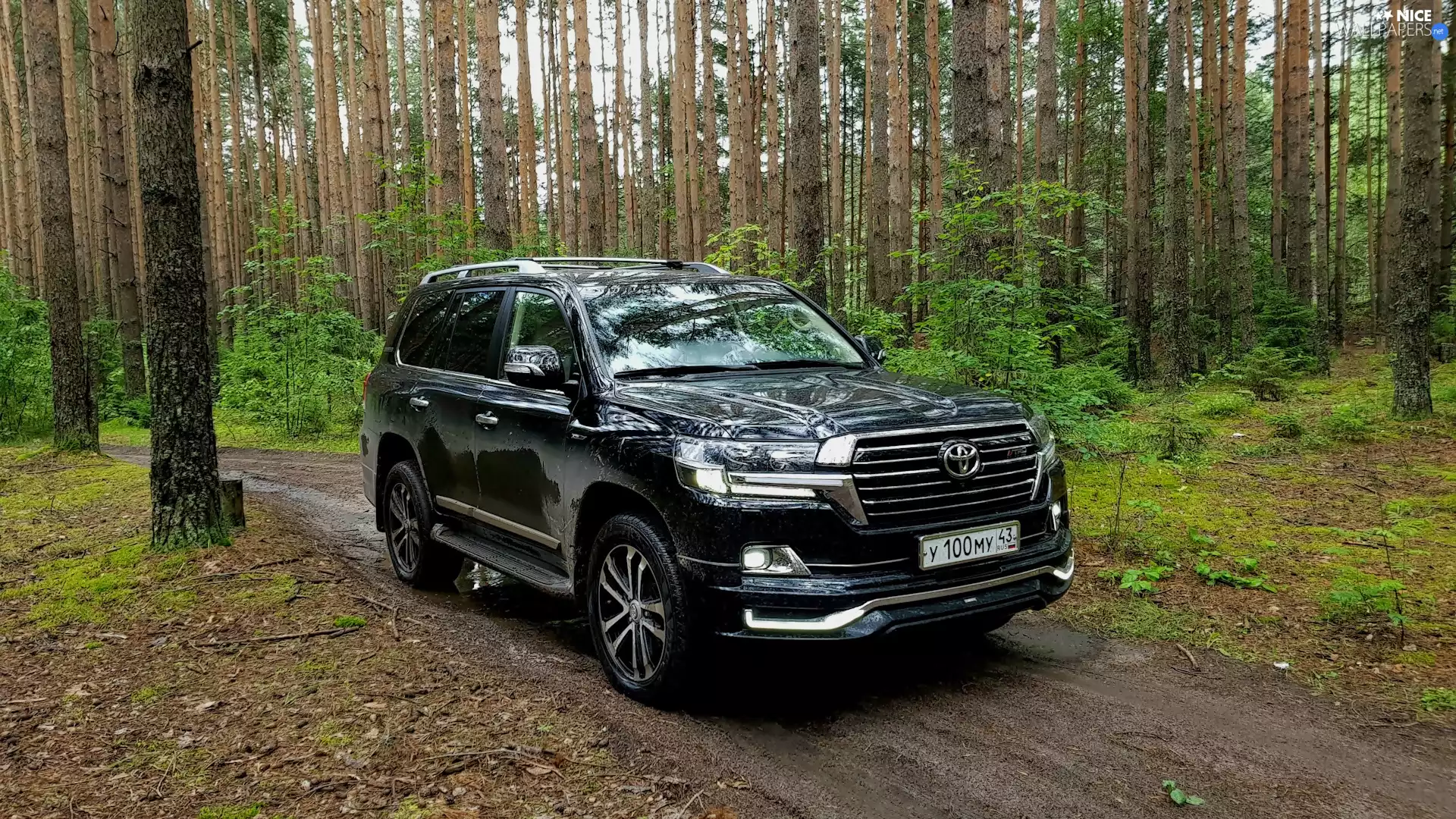 forest, black, Toyota Land Cruiser