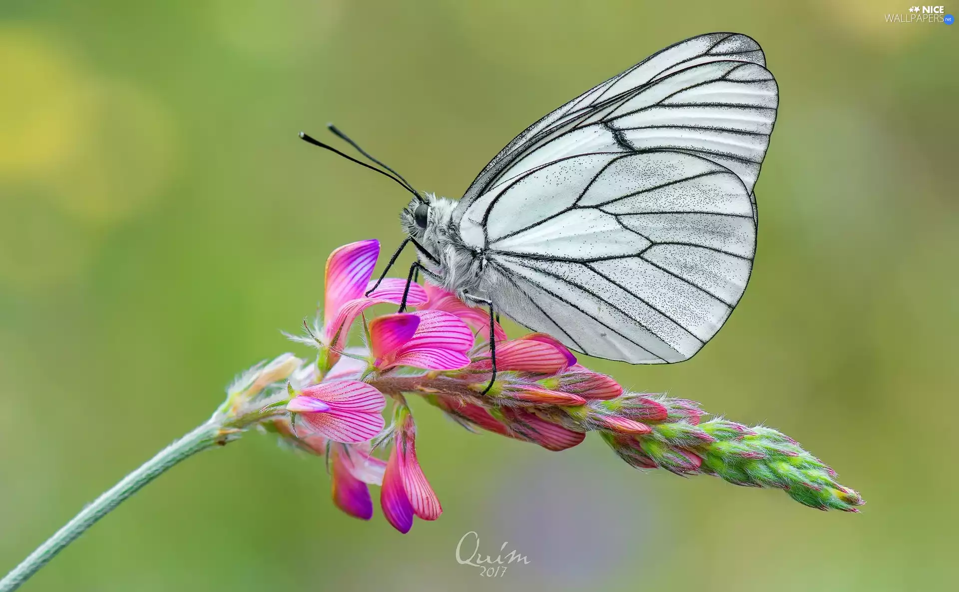 Colourfull Flowers, butterfly, Black-veined White