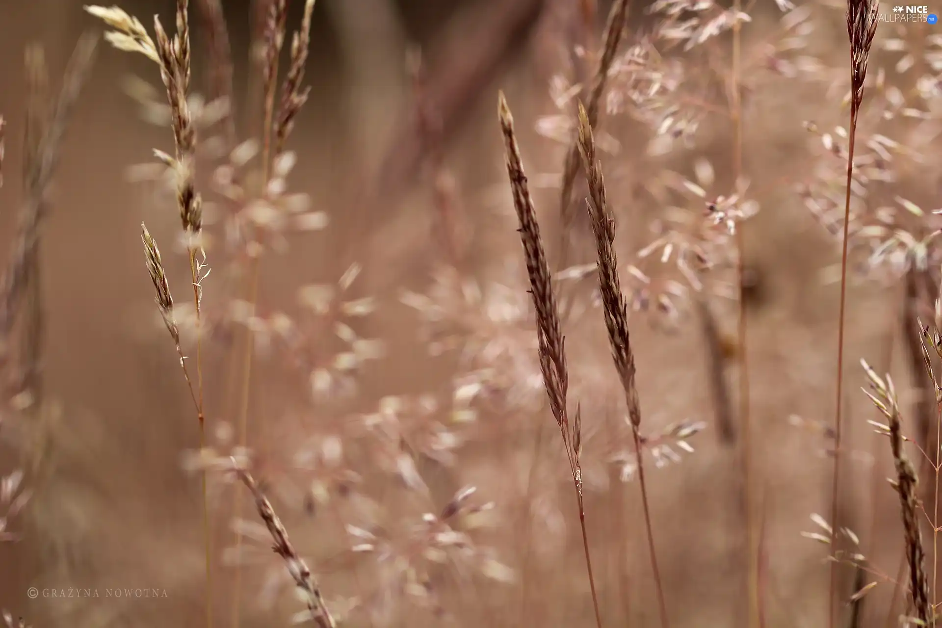 grass, blades