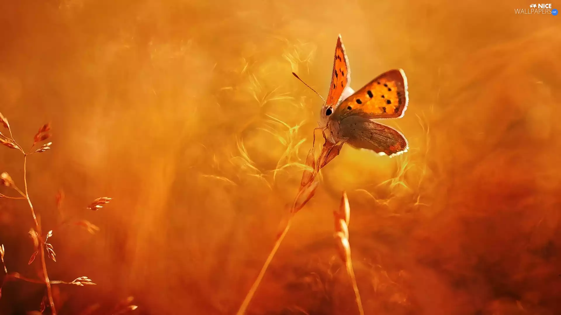 butterfly, blades, grass, American Copper