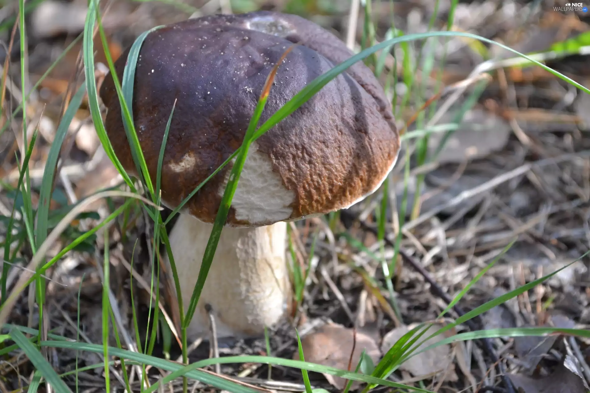 grass, Boletus edulis, blades