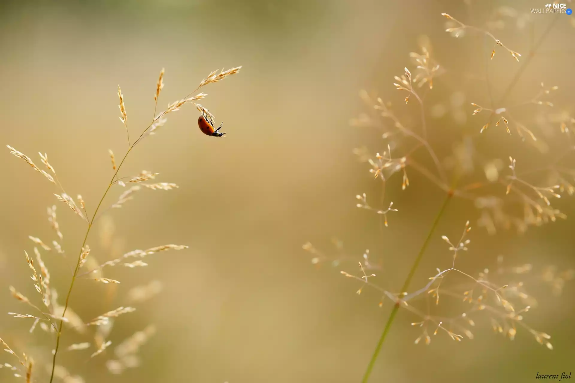 blades, ladybird, grass