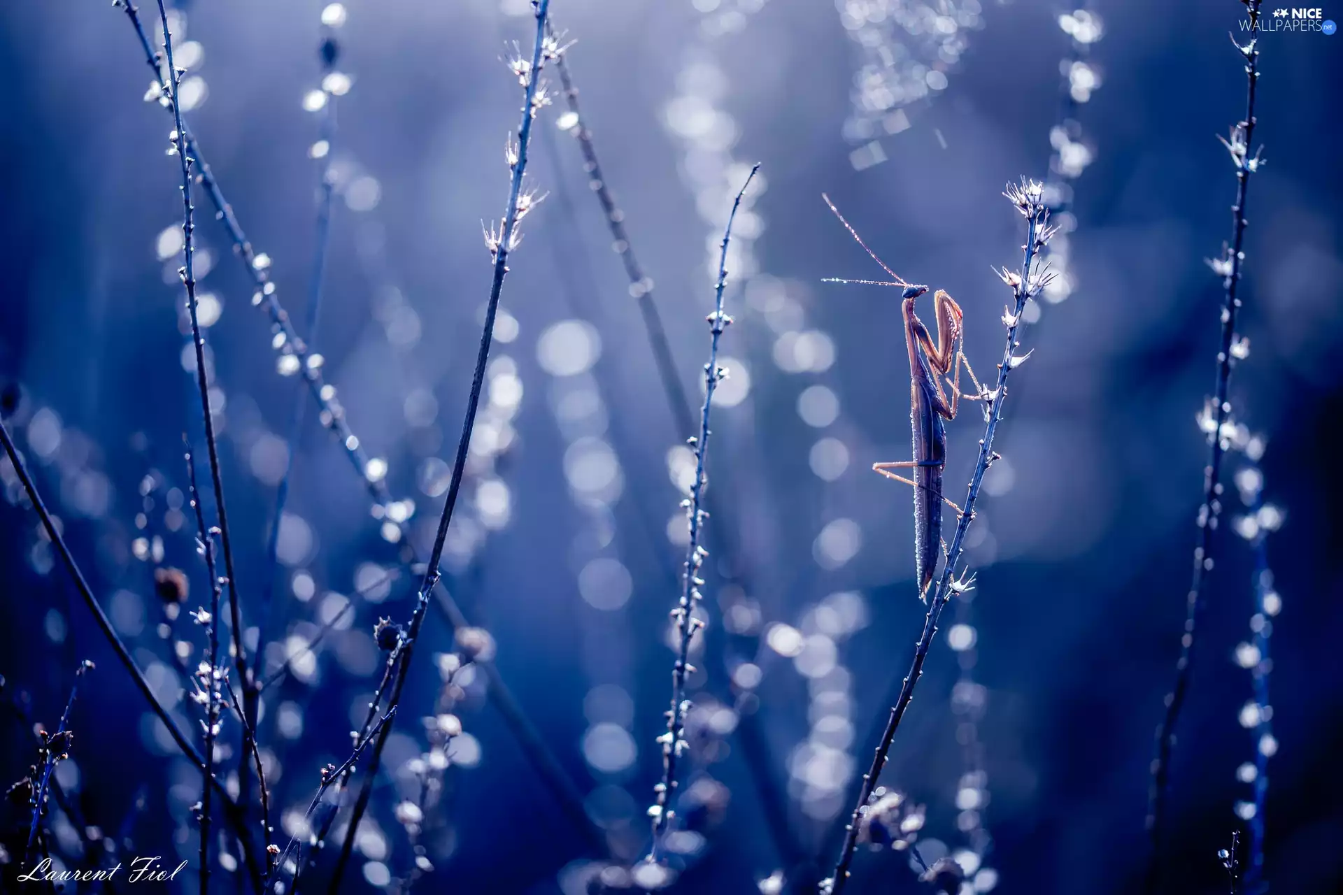 mantis, grass, Bokeh, blades