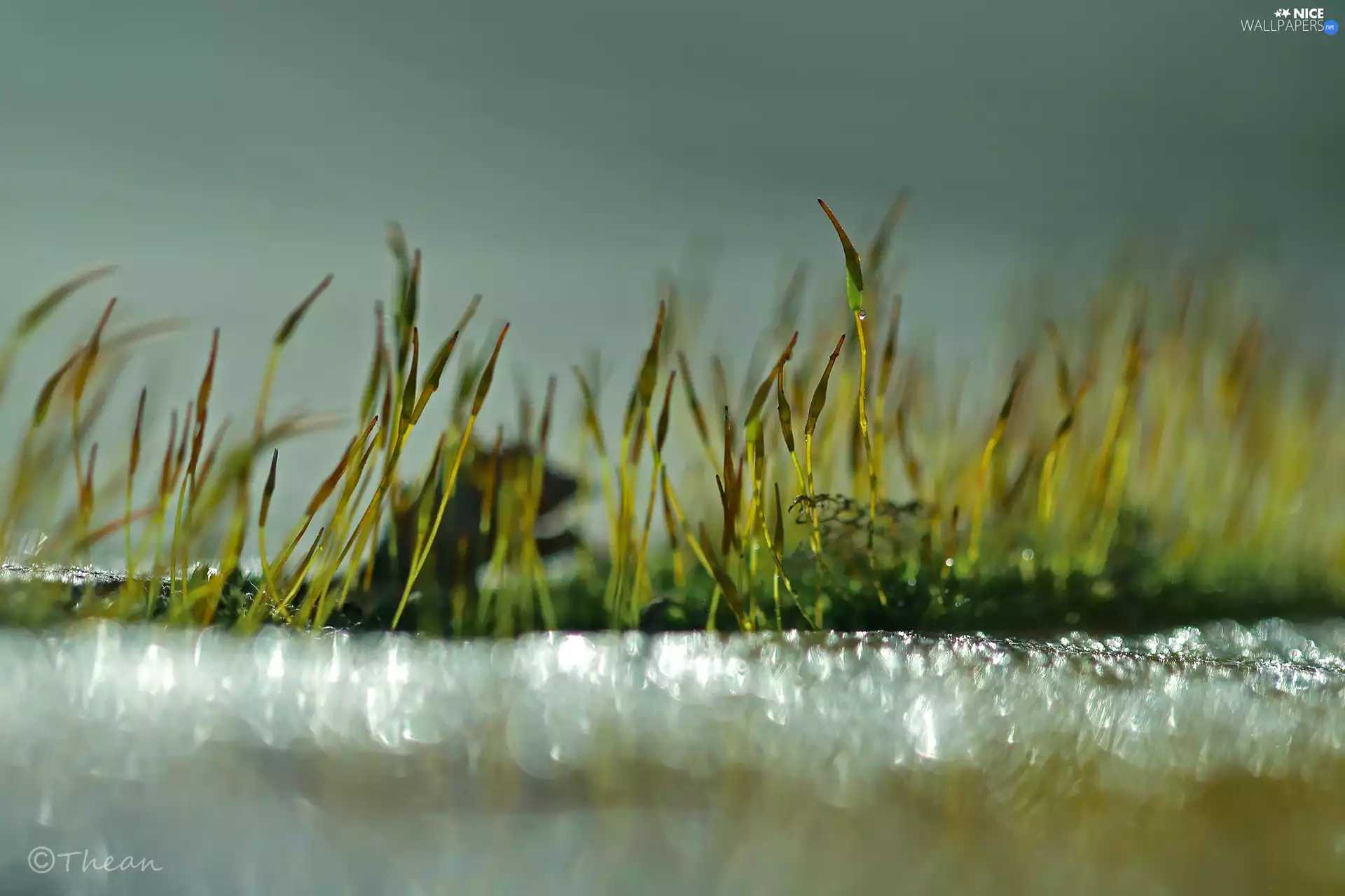 Moss, Close, Bokeh, blades