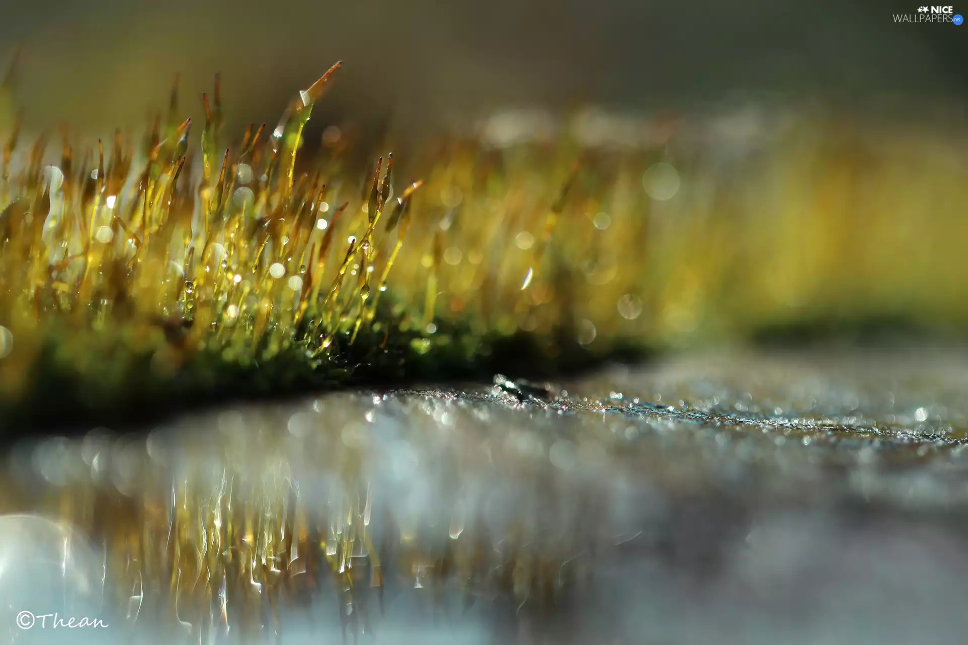 mosses, Bokeh, Close, blades