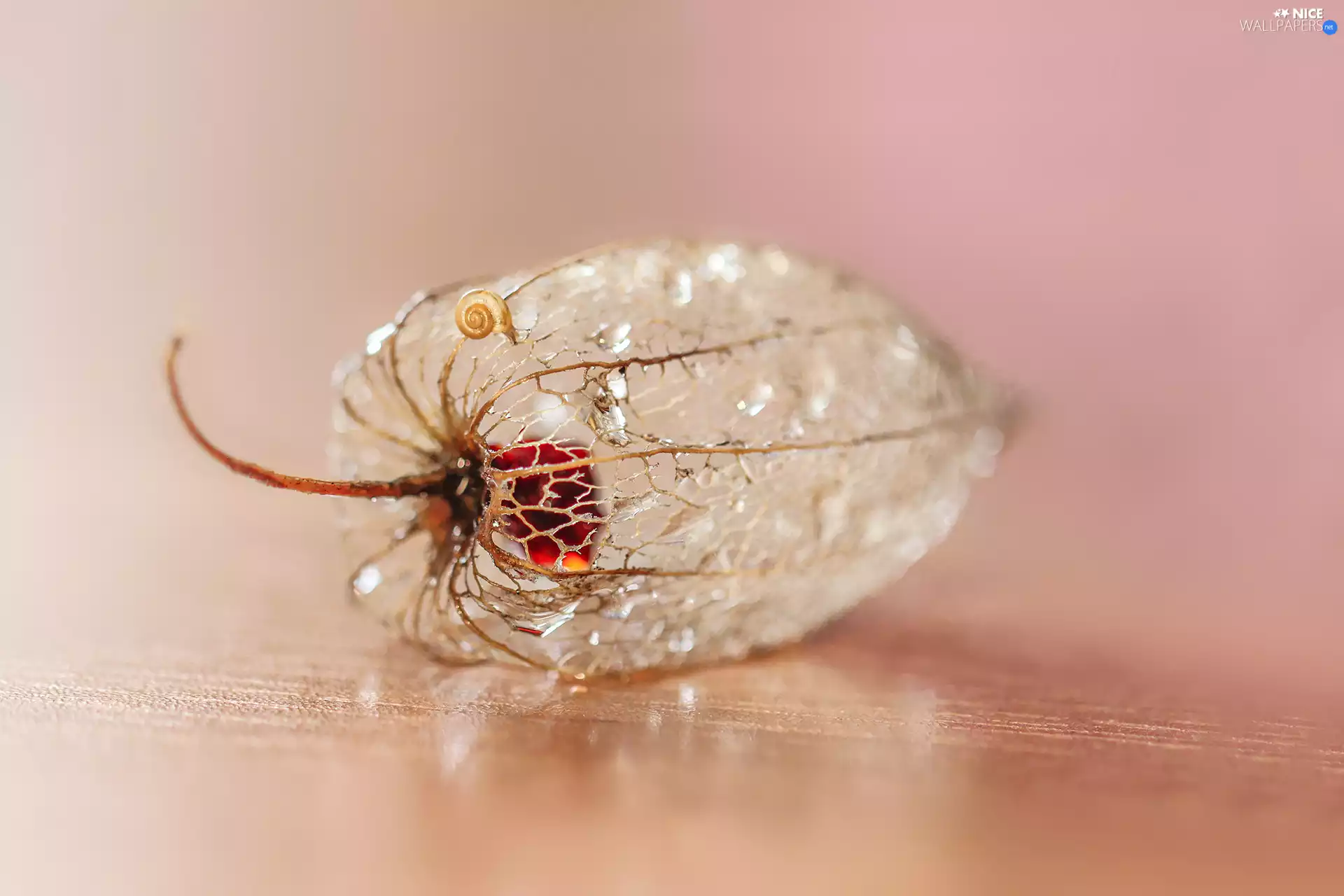 physalis bloated, plant, snail, dry