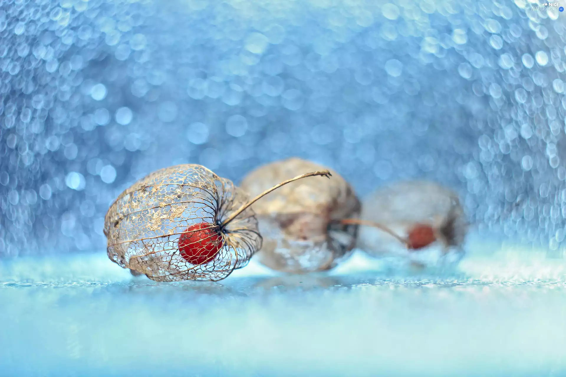 physalis bloated, Plants, Bokeh, dry