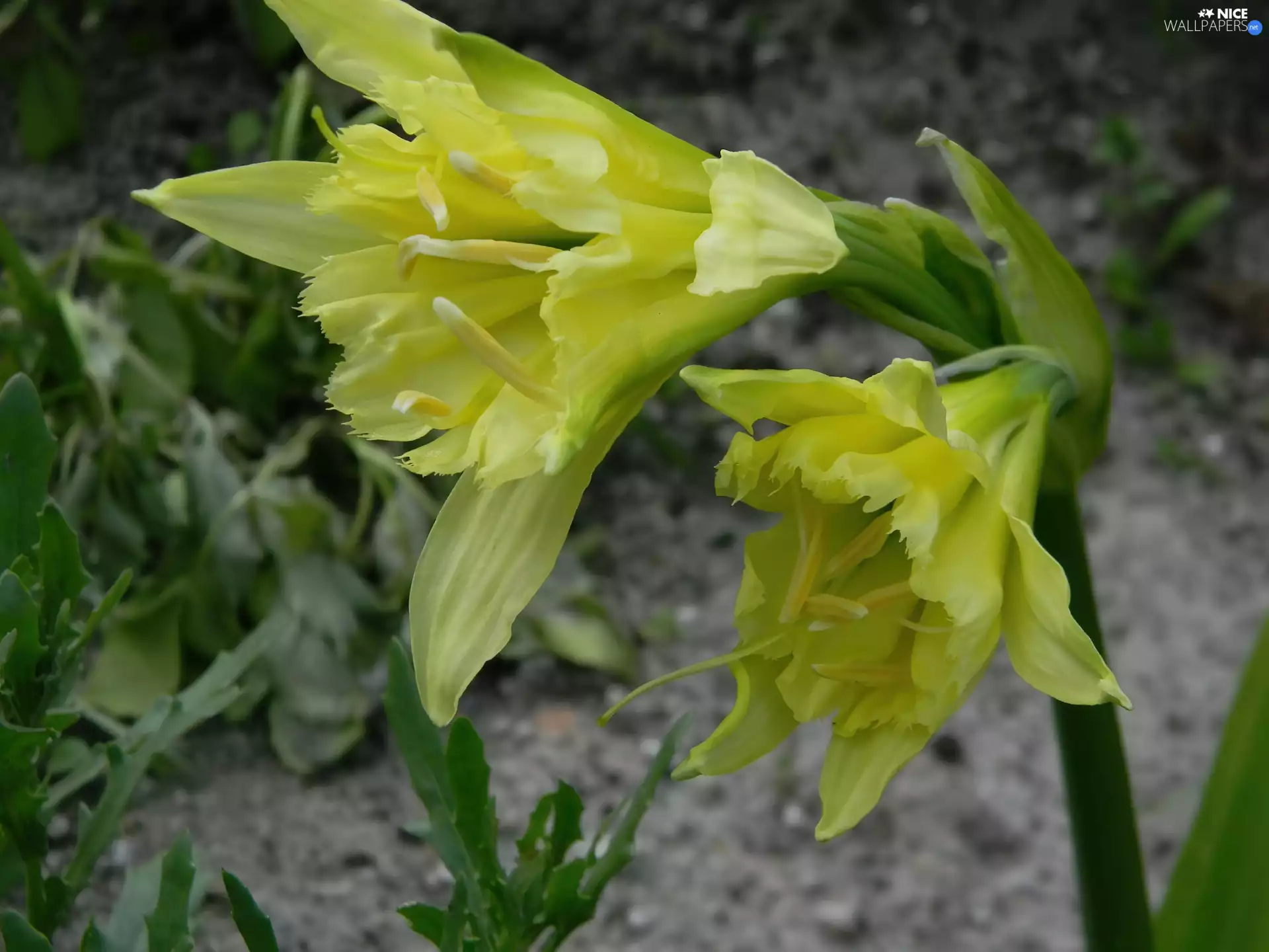 Colourfull Flowers, Ismena Błonczatka