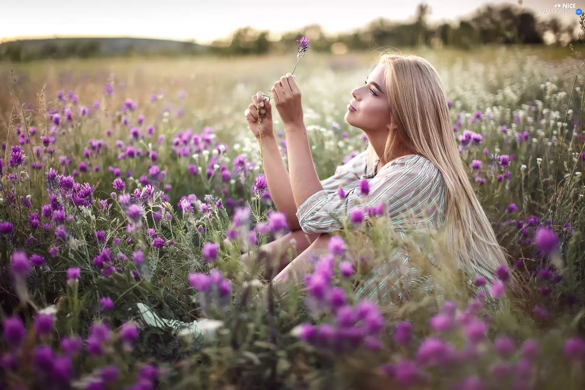 Women, Meadow, trefoil, Blonde