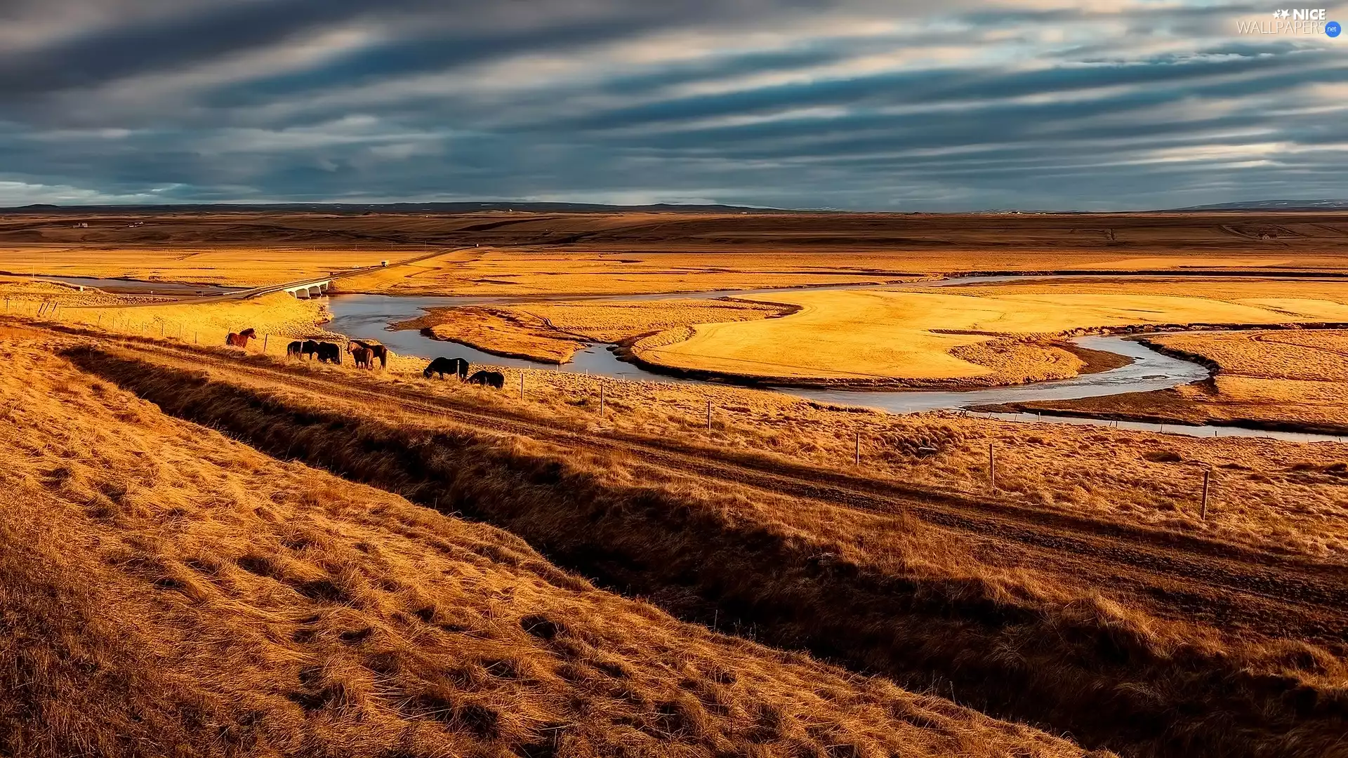 bridge, bloodstock, medows, River, field