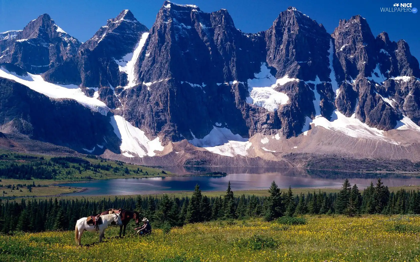 Mountains, Meadow, bloodstock, lake