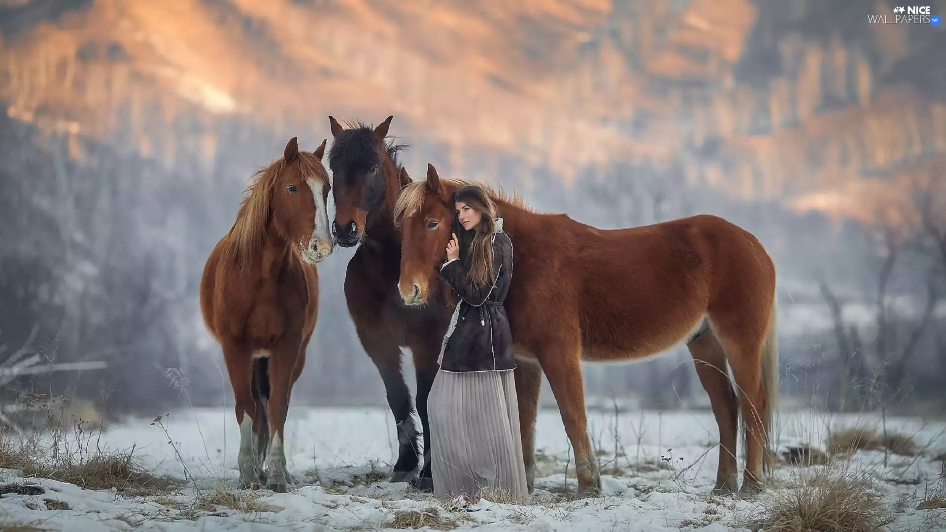 Three, girl, snow, bloodstock