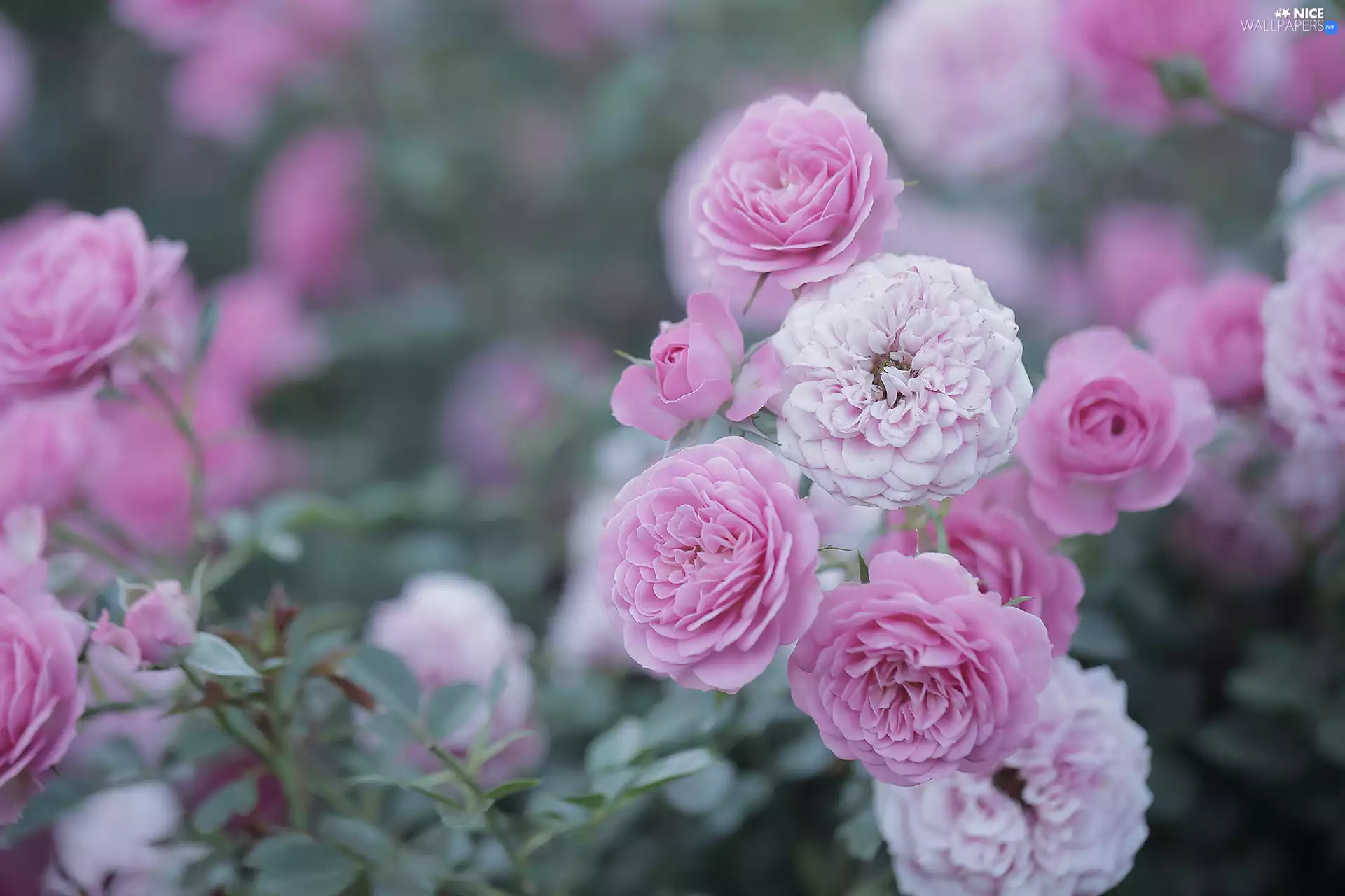 Pink, roses, Flowers, bloom