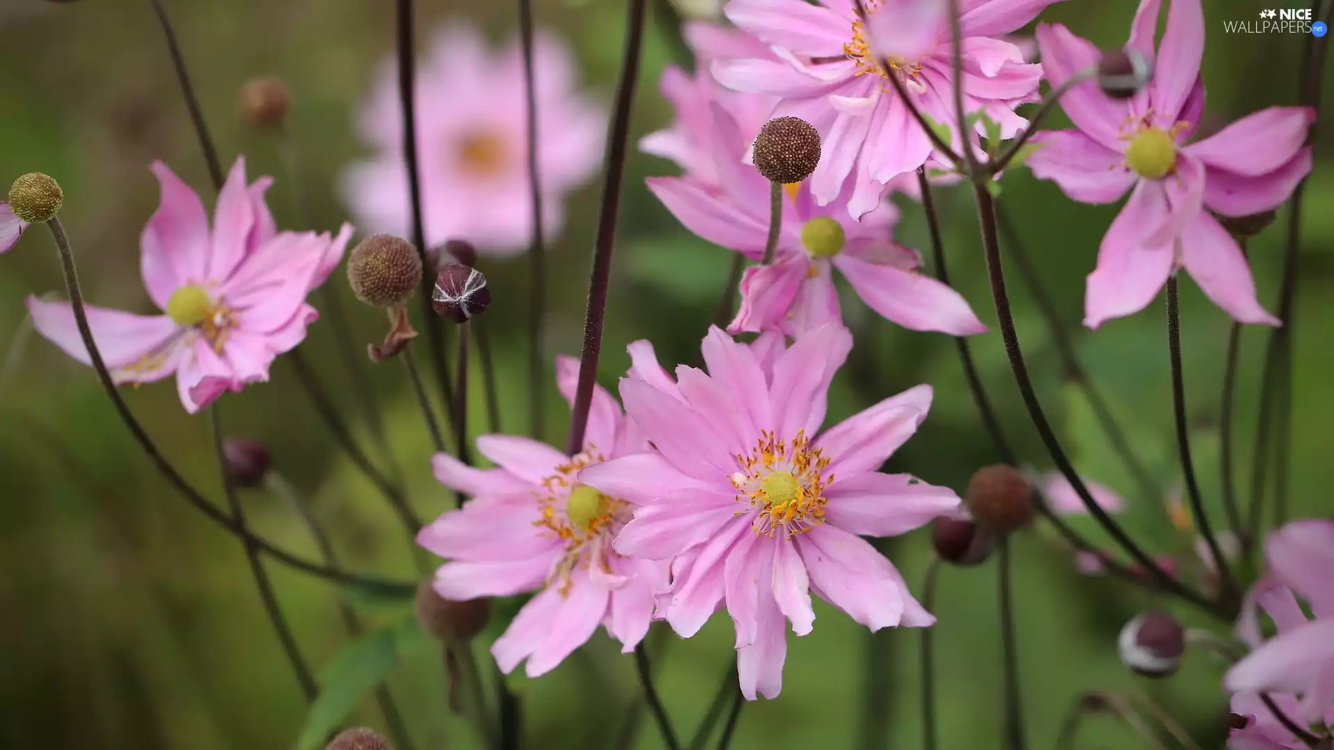 Pink, dahlias, rapprochement, bloom