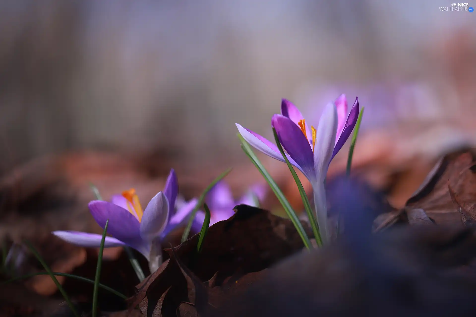purple, crocuses, Flowers, bloom