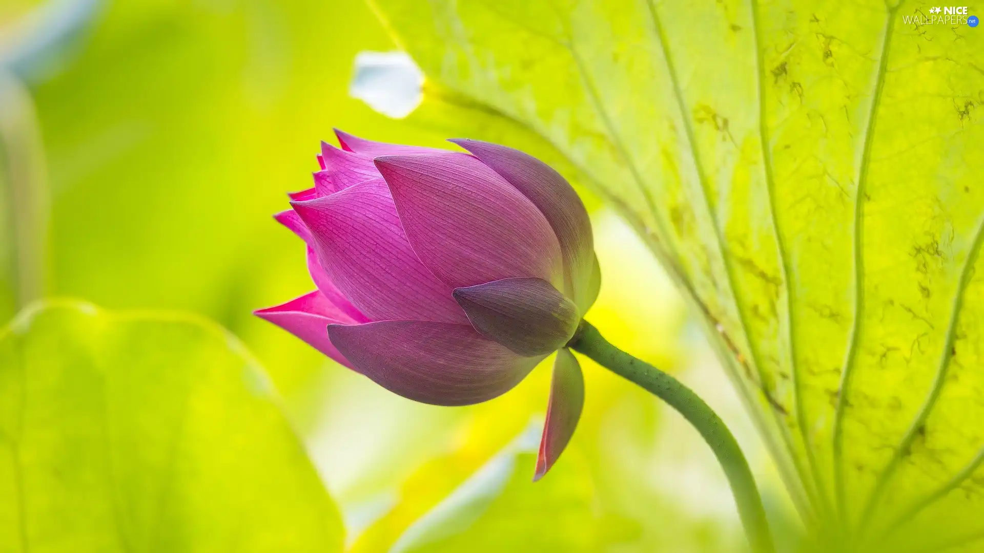 bud, lotus, Leaf, blooming