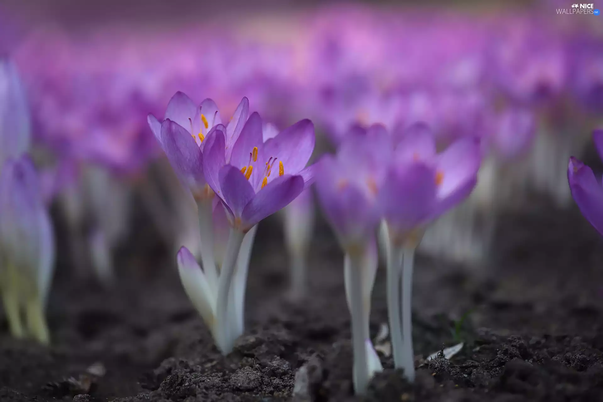colchicums, purple, Flowers, blooming