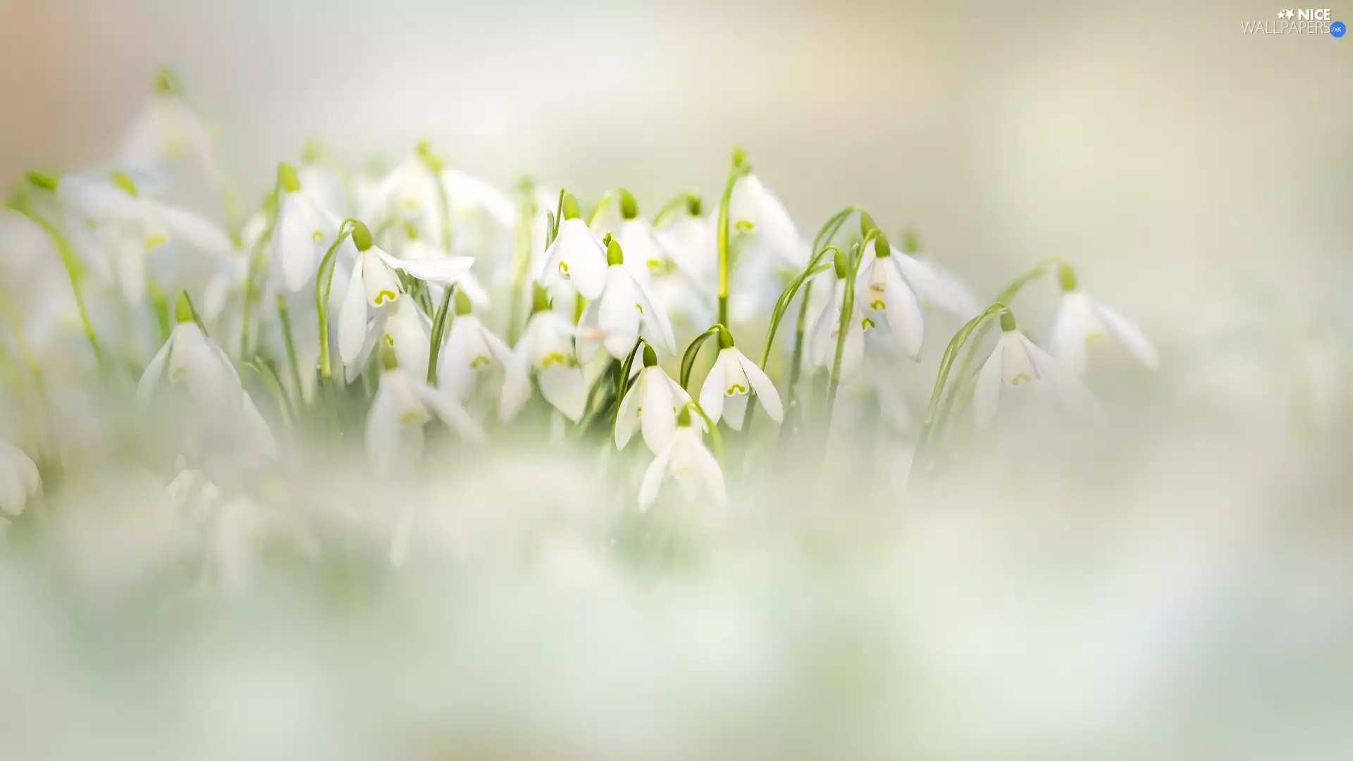 Flowers, snowdrops, blur, blooming