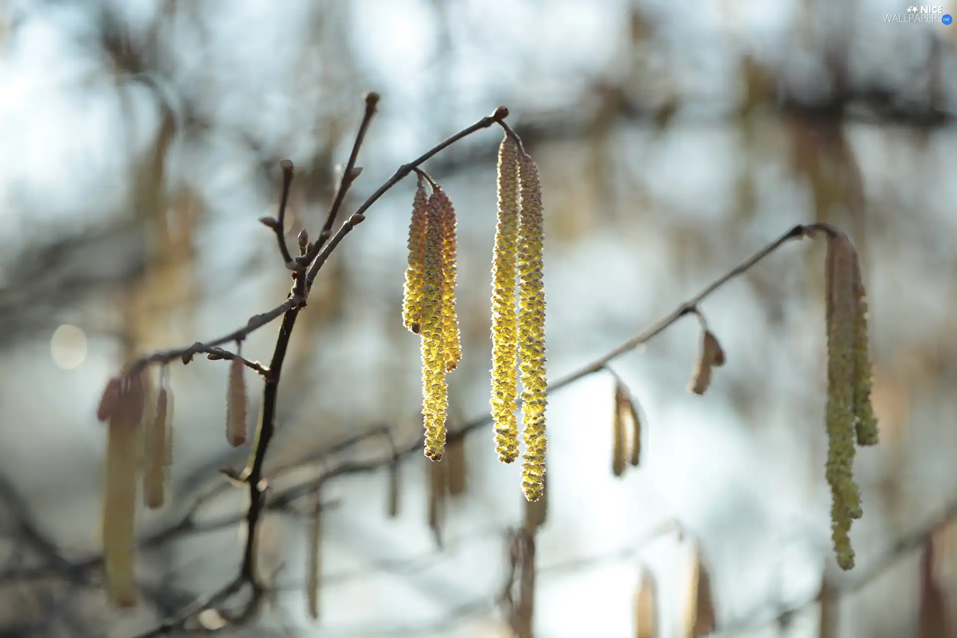 Blossoming, hazel