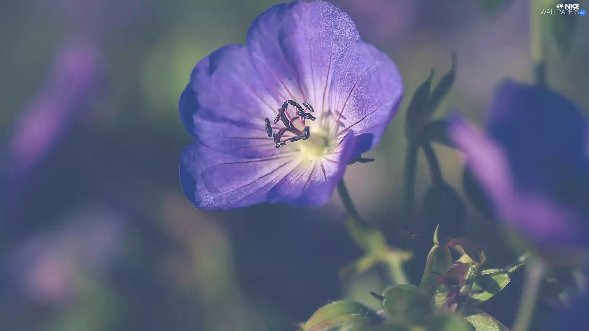 blur, Colourfull Flowers, blue